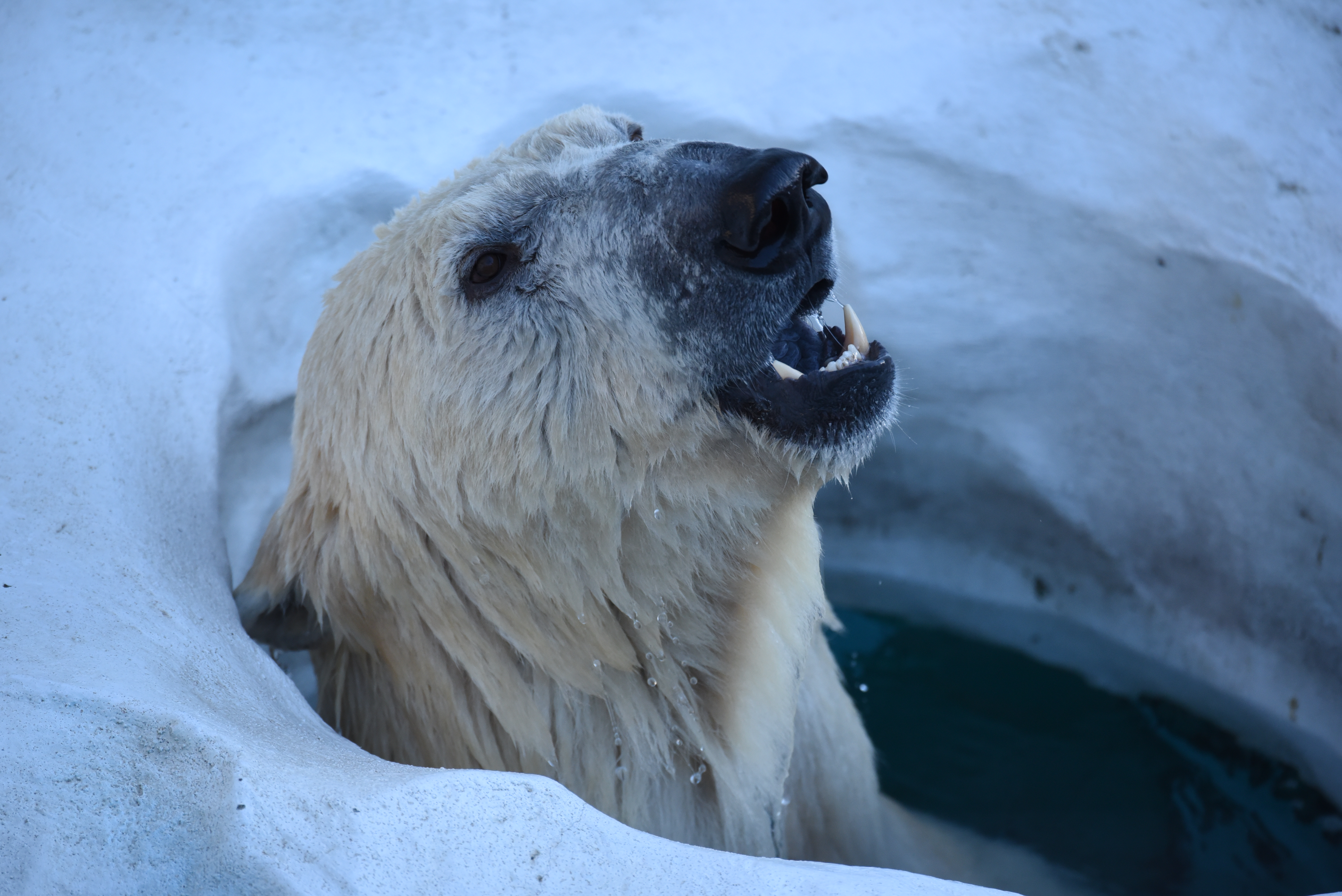 シロクマが穴から顔を出す瞬間をまって撮影。ここにシロクマがくるのをジッとまっていたのであるが、自立式三脚なのであっている間は一脚を手で支えつづける必要もなく楽だった。D750／AF-S NIKKOR 80-400mm f/4.5-5.6G ED VR／ISO1600／F5.6／1/1,000秒／0.3EV／WB:晴天／400mm／P-324S、VH-10使用