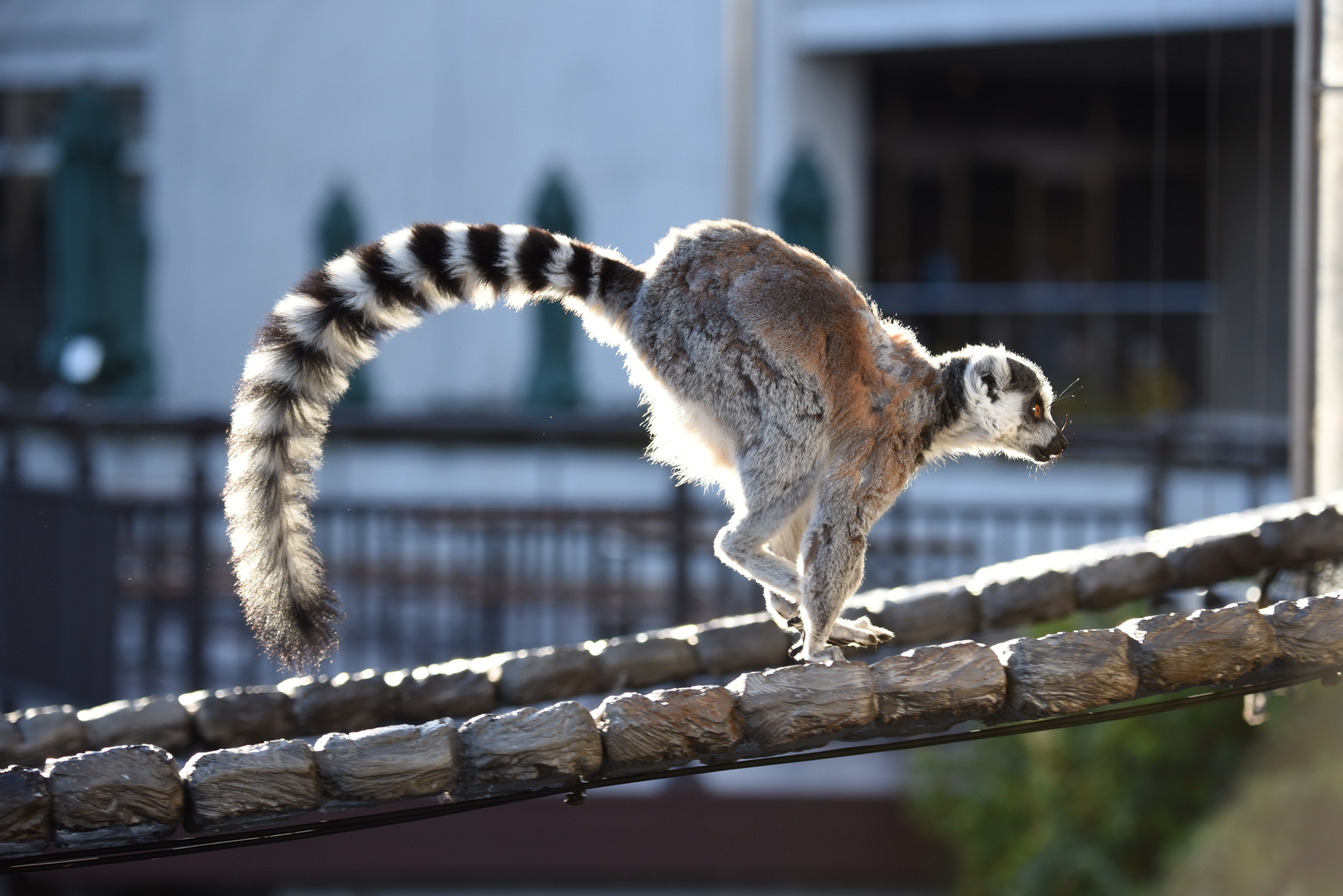橋の上を走り抜けるワオキツネザル。動きが滑らかで自由度の高いP-324Sは素早い動きの被写体にも対応しやすい。加えてビデオ雲台のVH-10を使用していたのでパンで追う動作も容易であった。D750／AF-S NIKKOR 80-400mm f/4.5-5.6G ED VR／ISO1100／F5／1/1,000秒／-0.3EV／WB:晴天／165mm／P-324S、VH-10使用