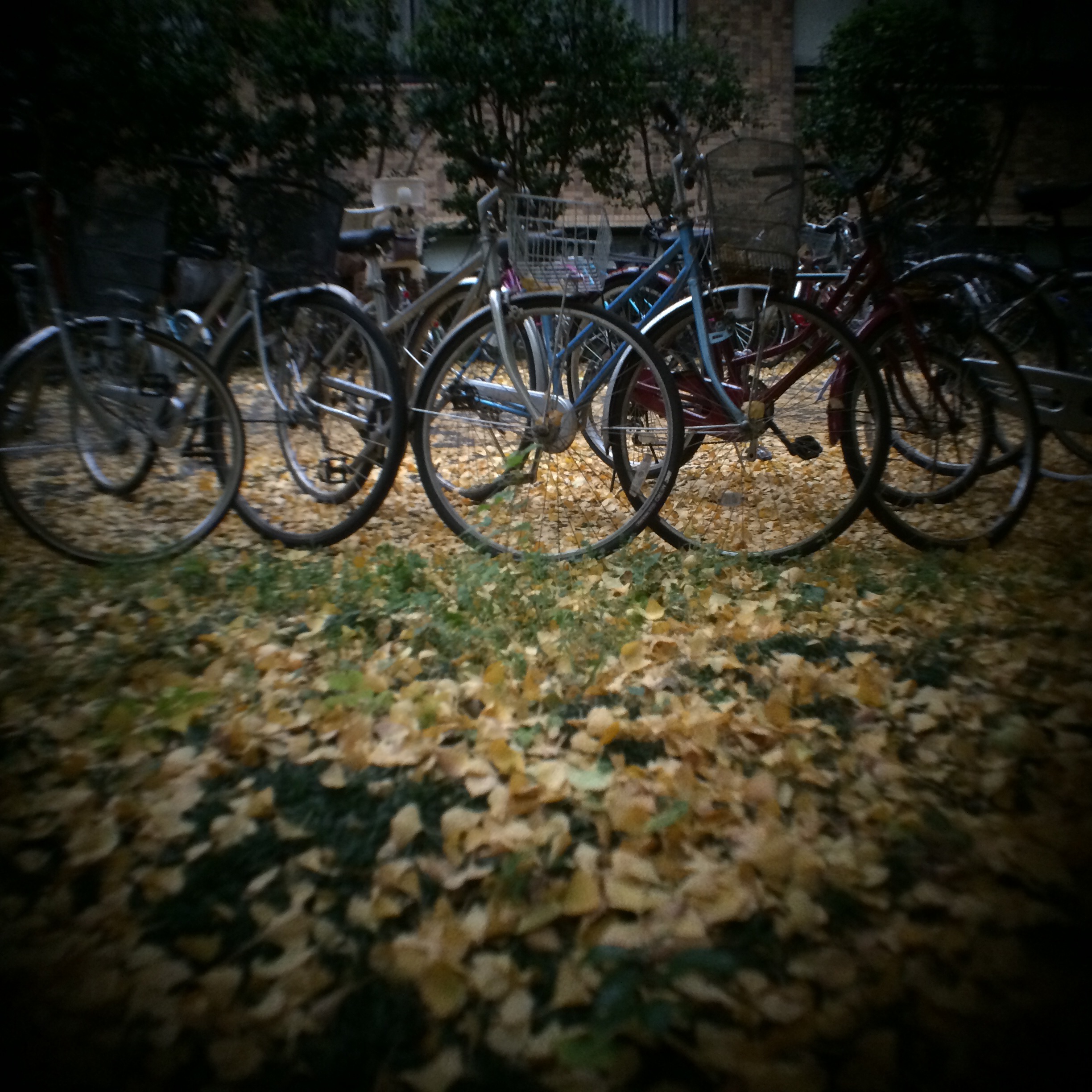 Hasselnuts / Distagon C 50mm F4 / 2,448×2,448 / F4