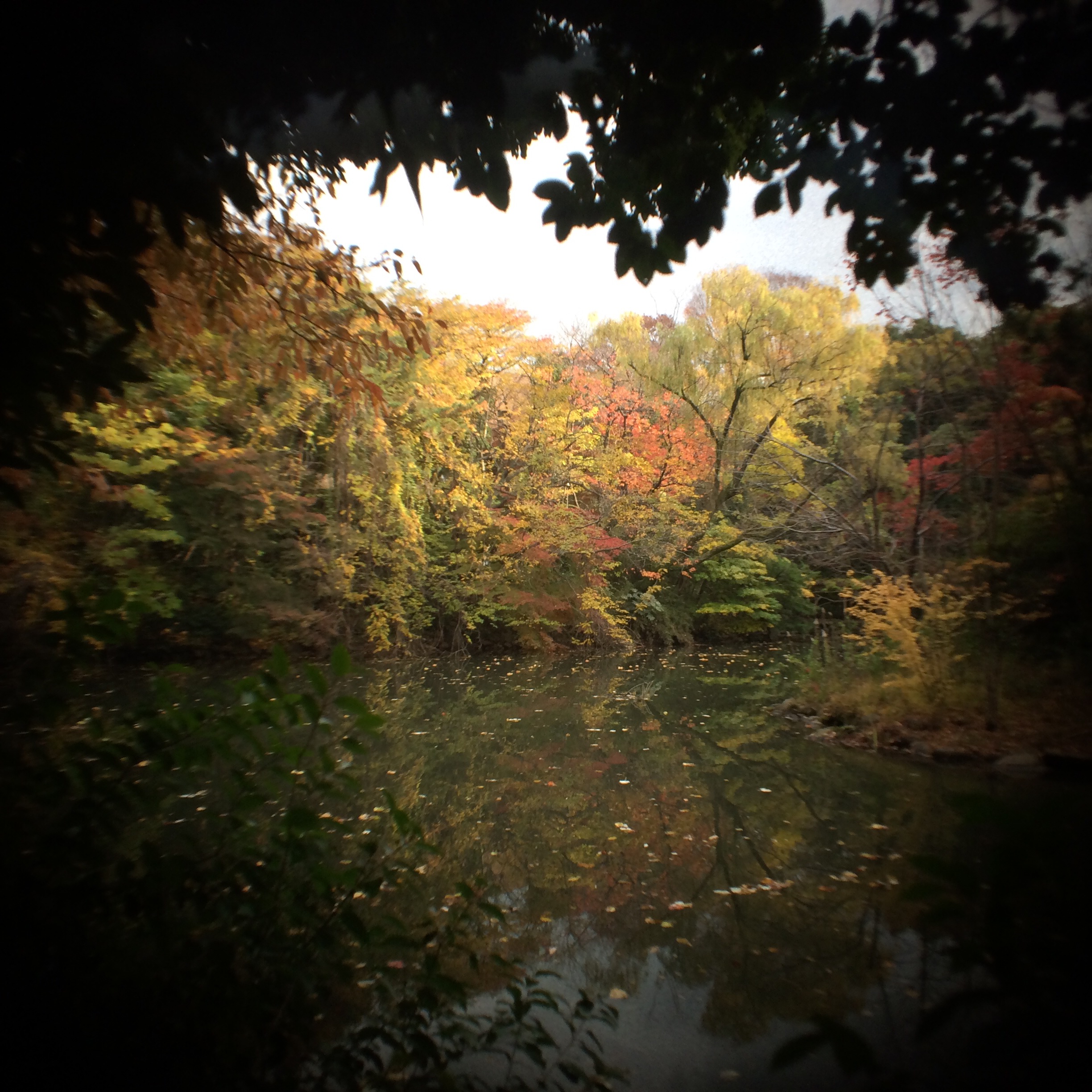 Hasselnuts / Distagon C 50mm F4 / 2,448×2,448 / F4