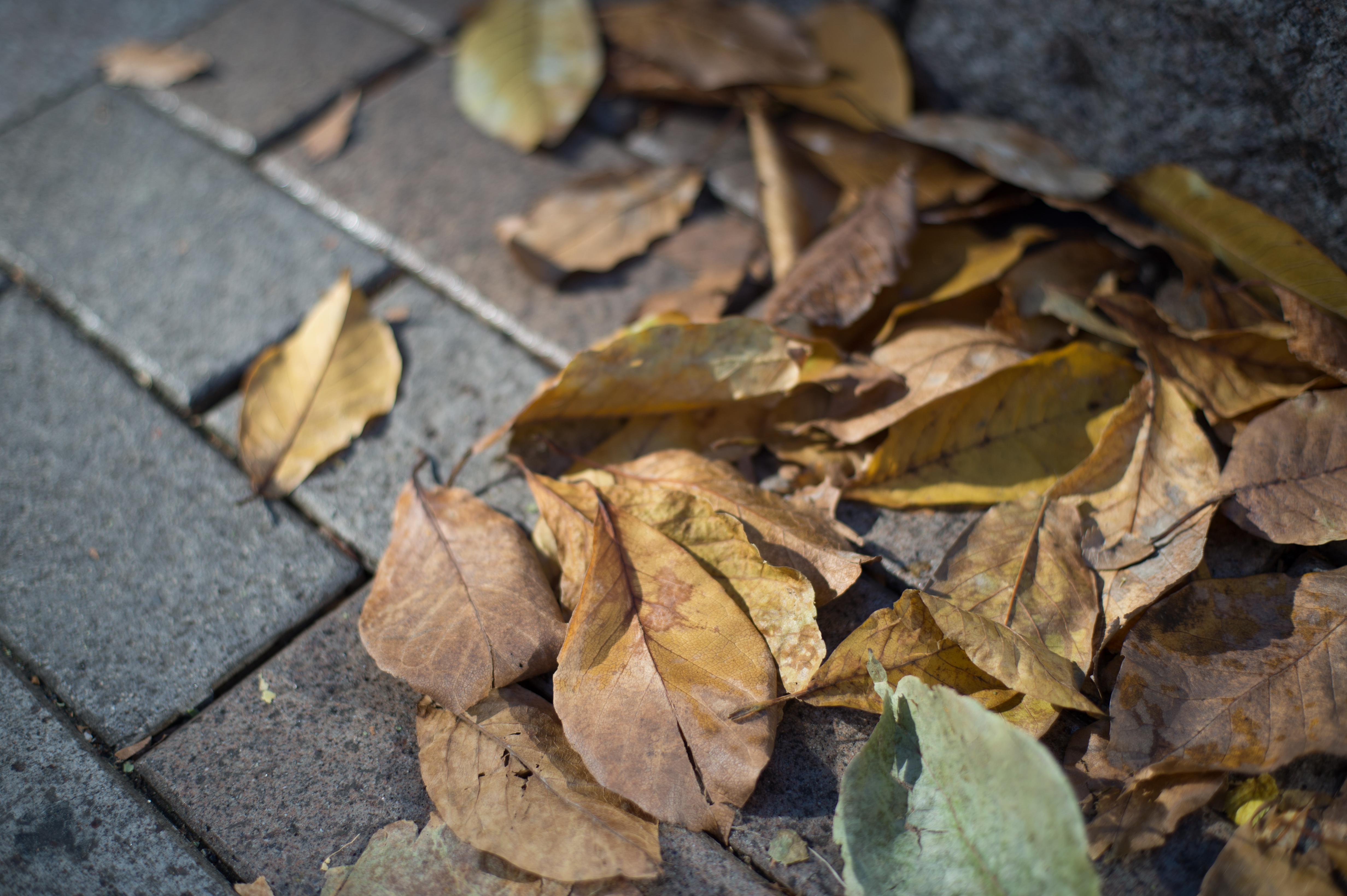Nikon Df / Planar T* 50mm F1.4 / 1/1,000秒 / F2 / +0.67EV / ISO100 / WB:オート