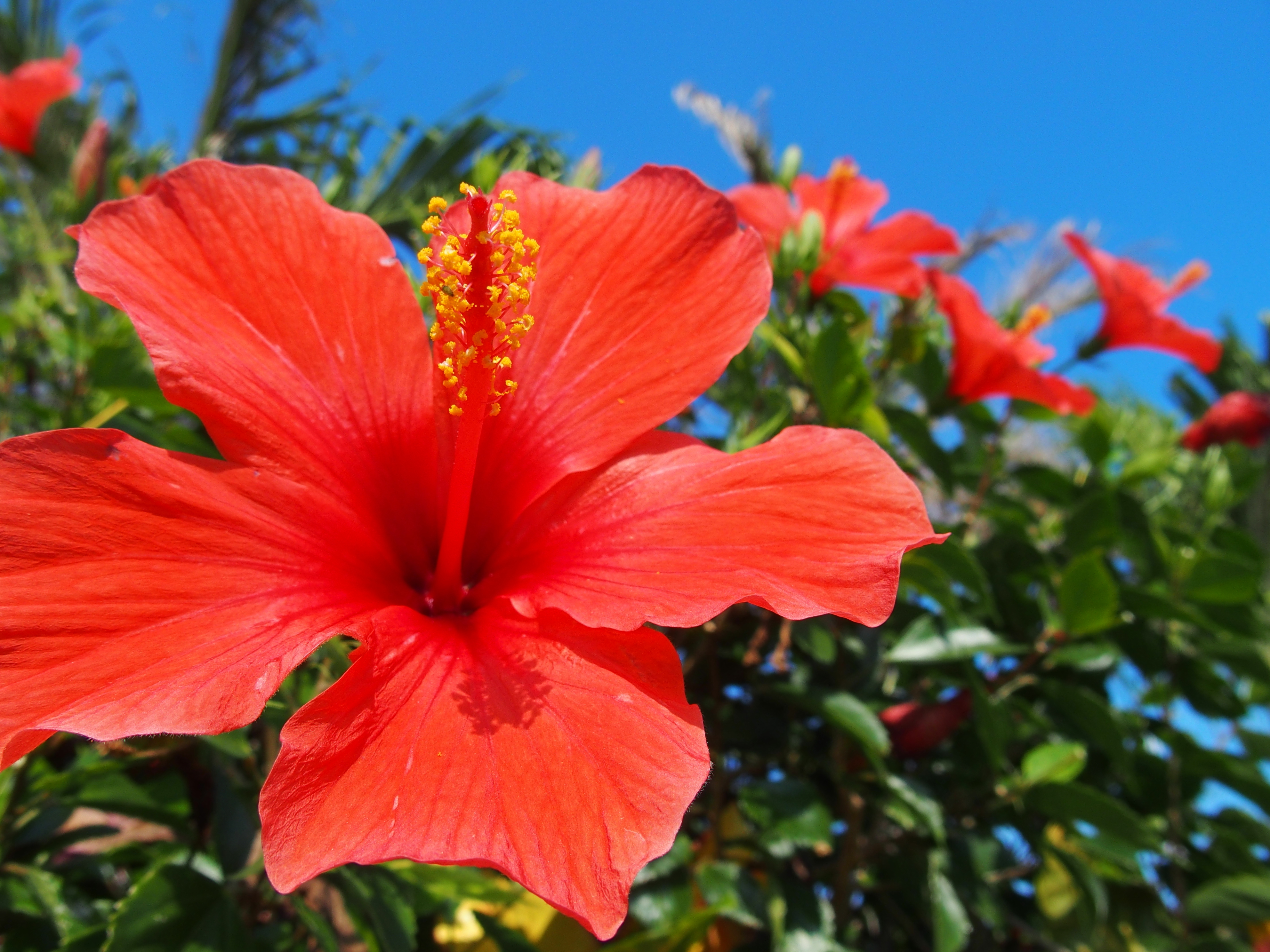 1/1,000秒 / F4 / ISO100 / プログラム / 6mm