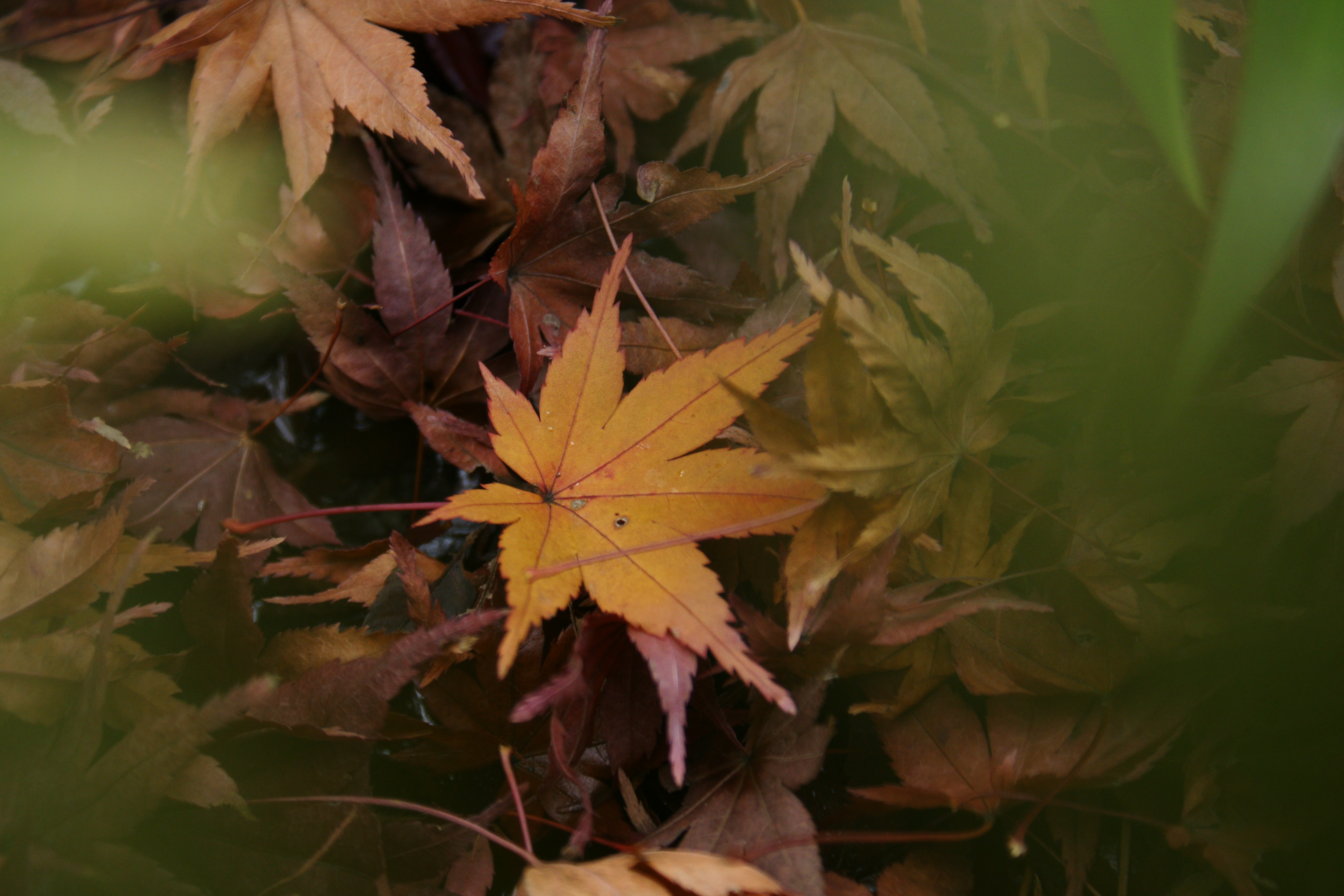 ISO400 / F5.6 / 1/50秒 / -0.7EV / 70mm