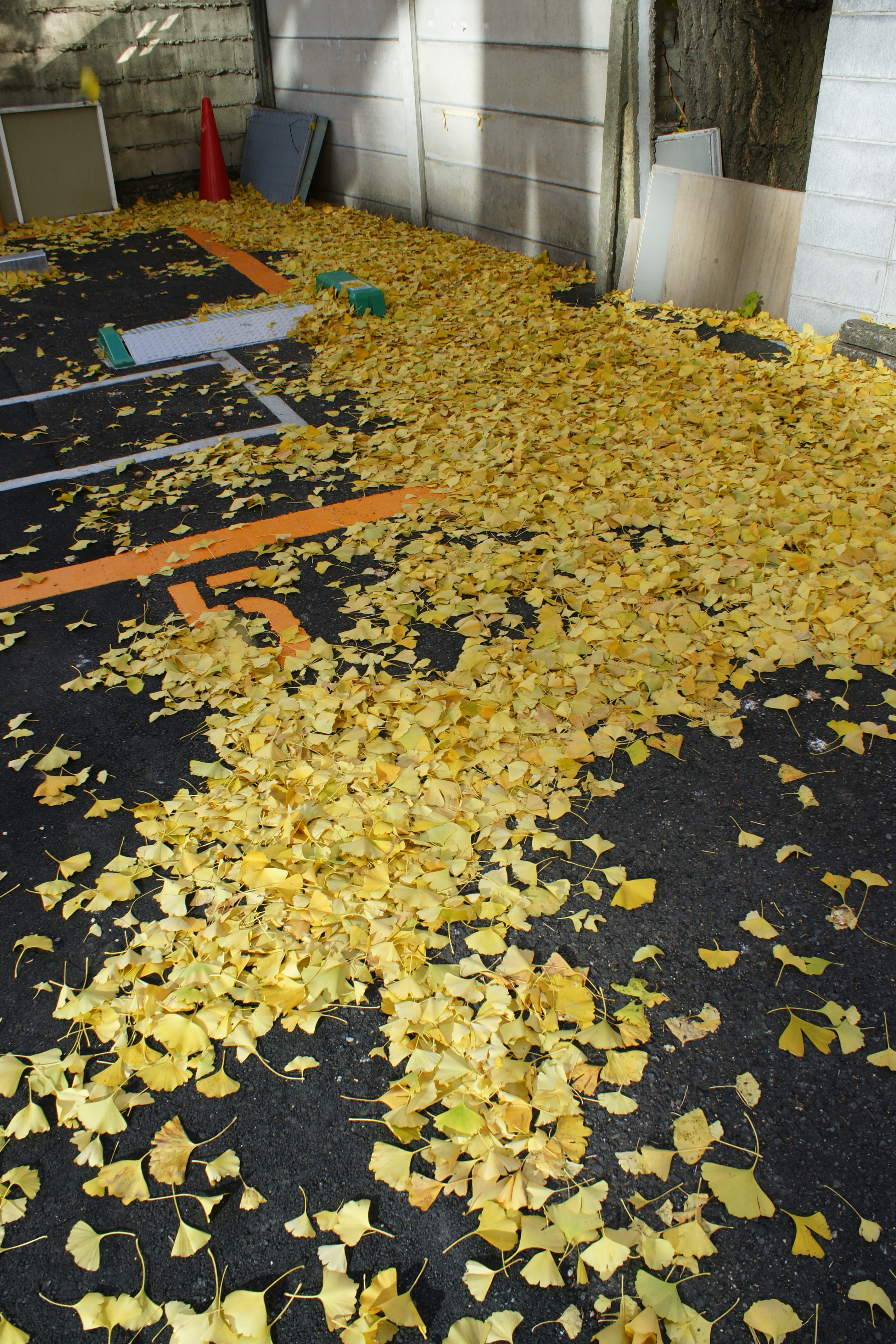 ISO200 / F11 / 1/100秒 / ±0EV / 18mm