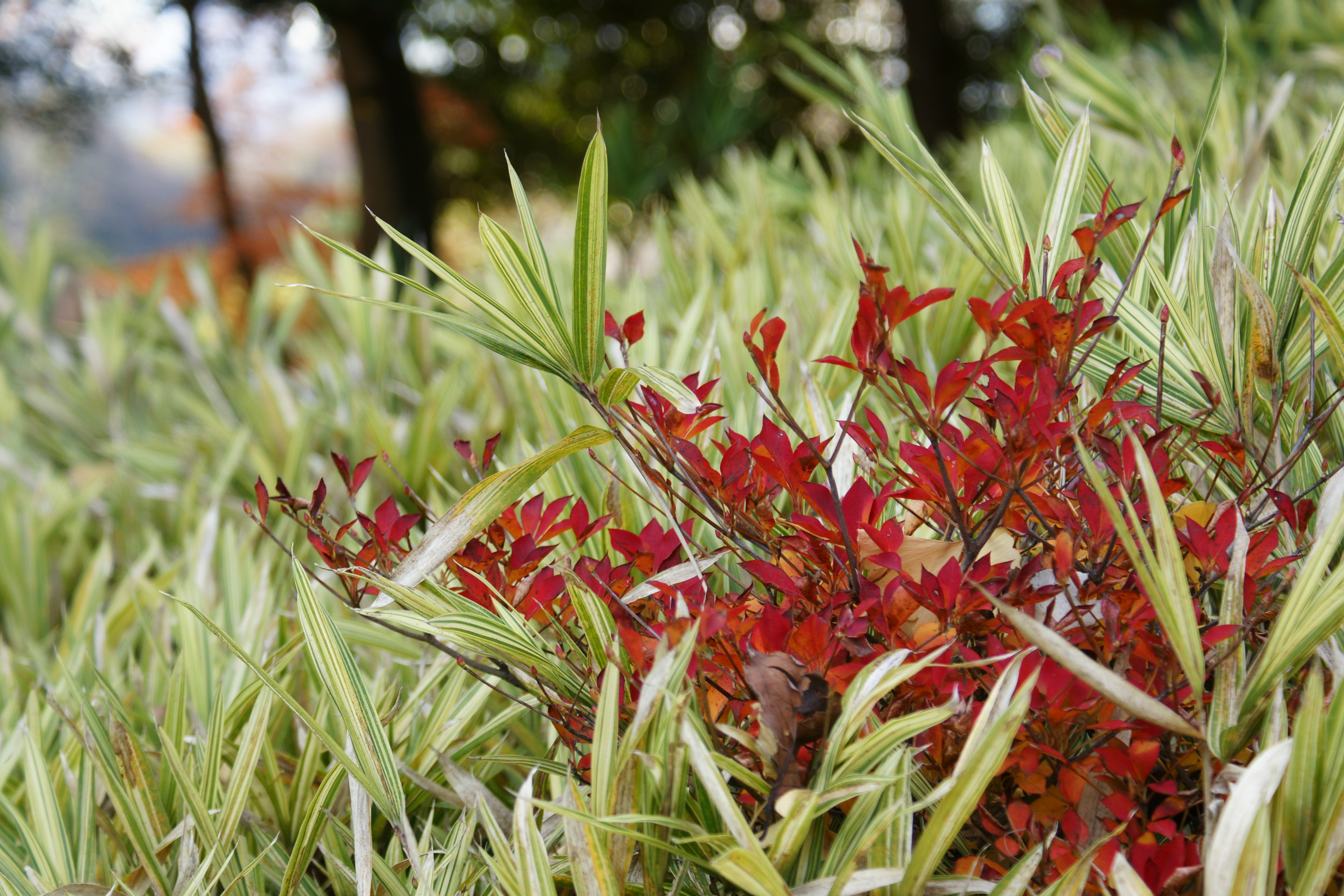 ISO200 / F5.6 / 1/100秒 / +0.3EV / 70mm