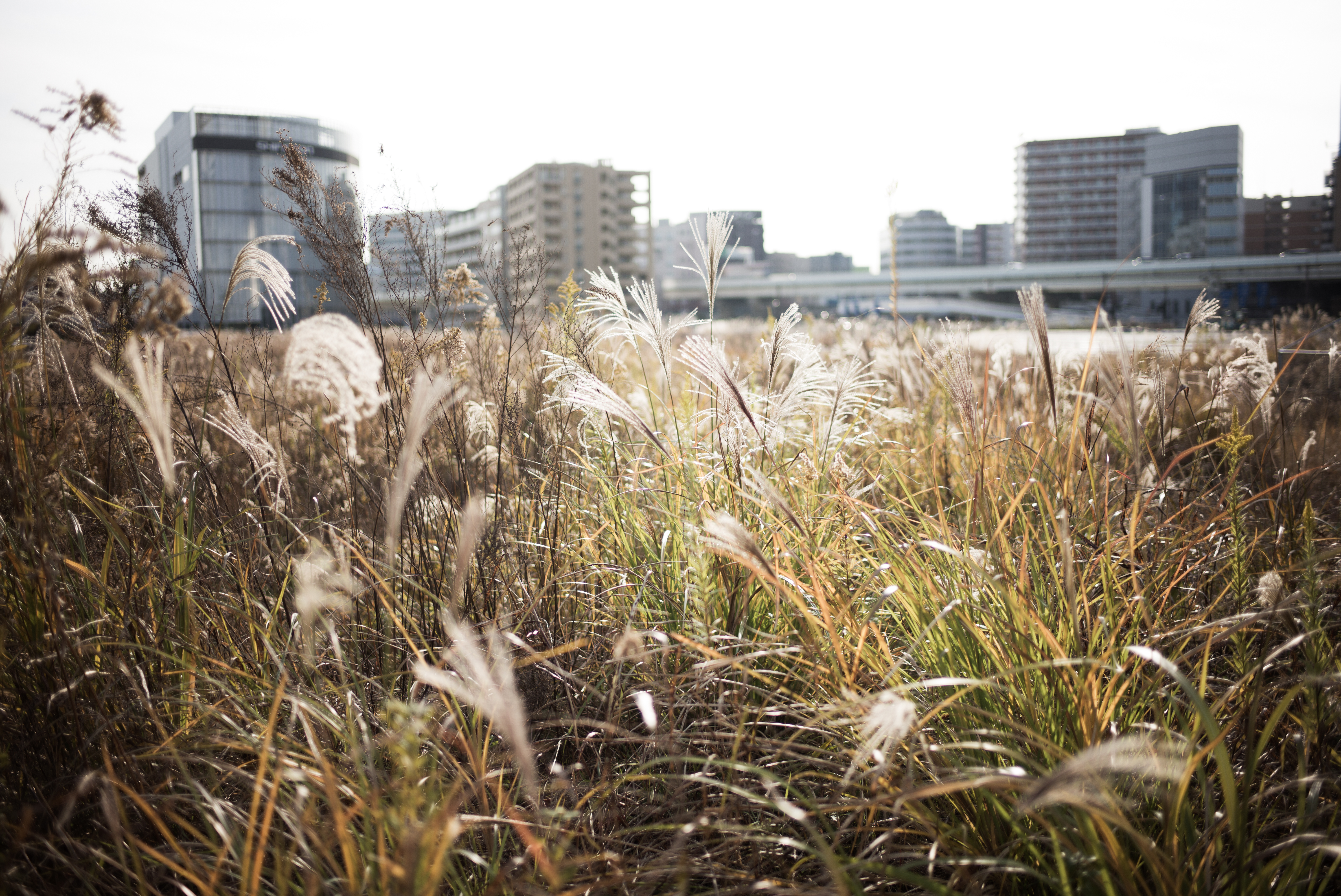 ISO200 / F1.4 / 1/4,000秒