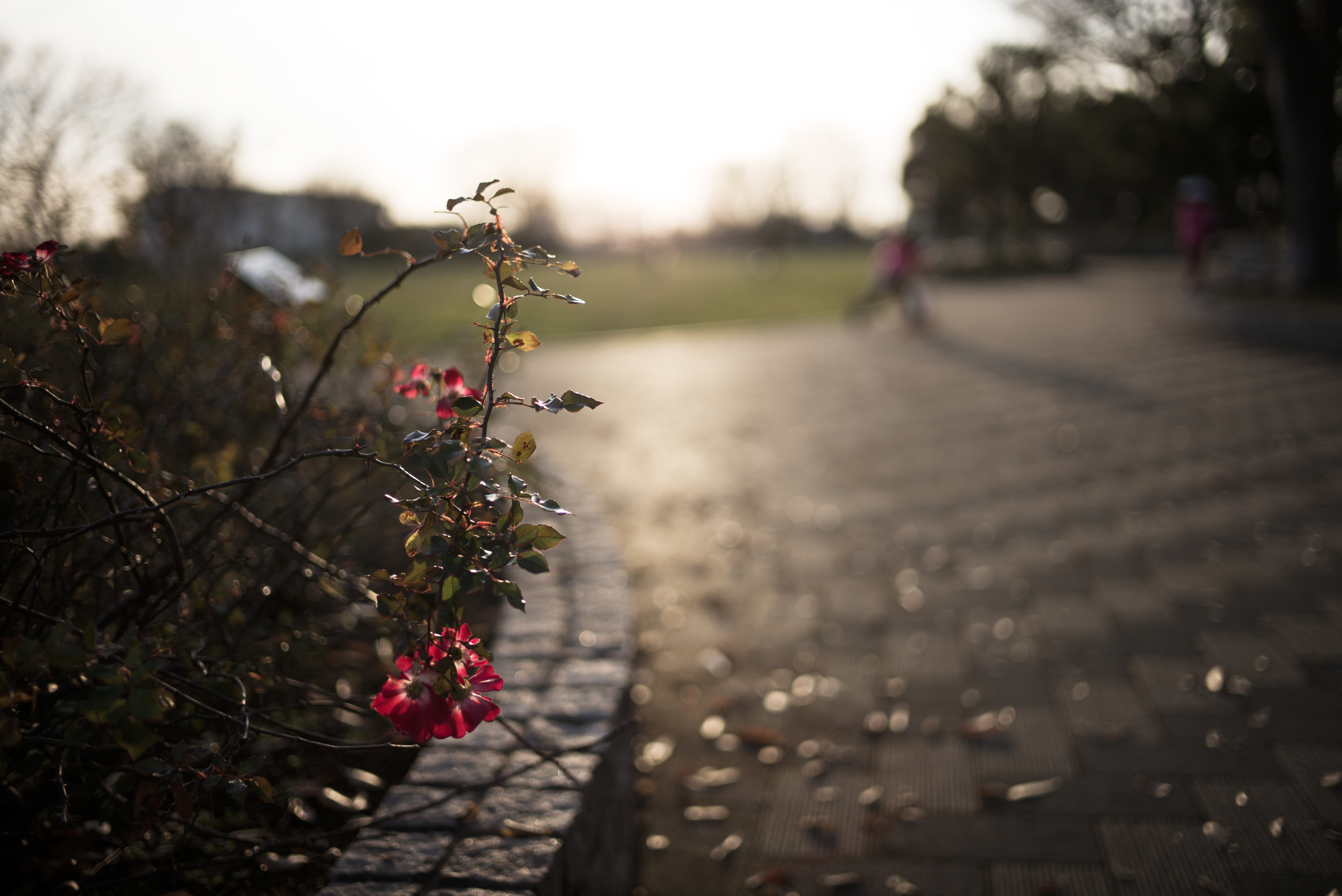 ISO200 / F1.4 / 1/4,000秒