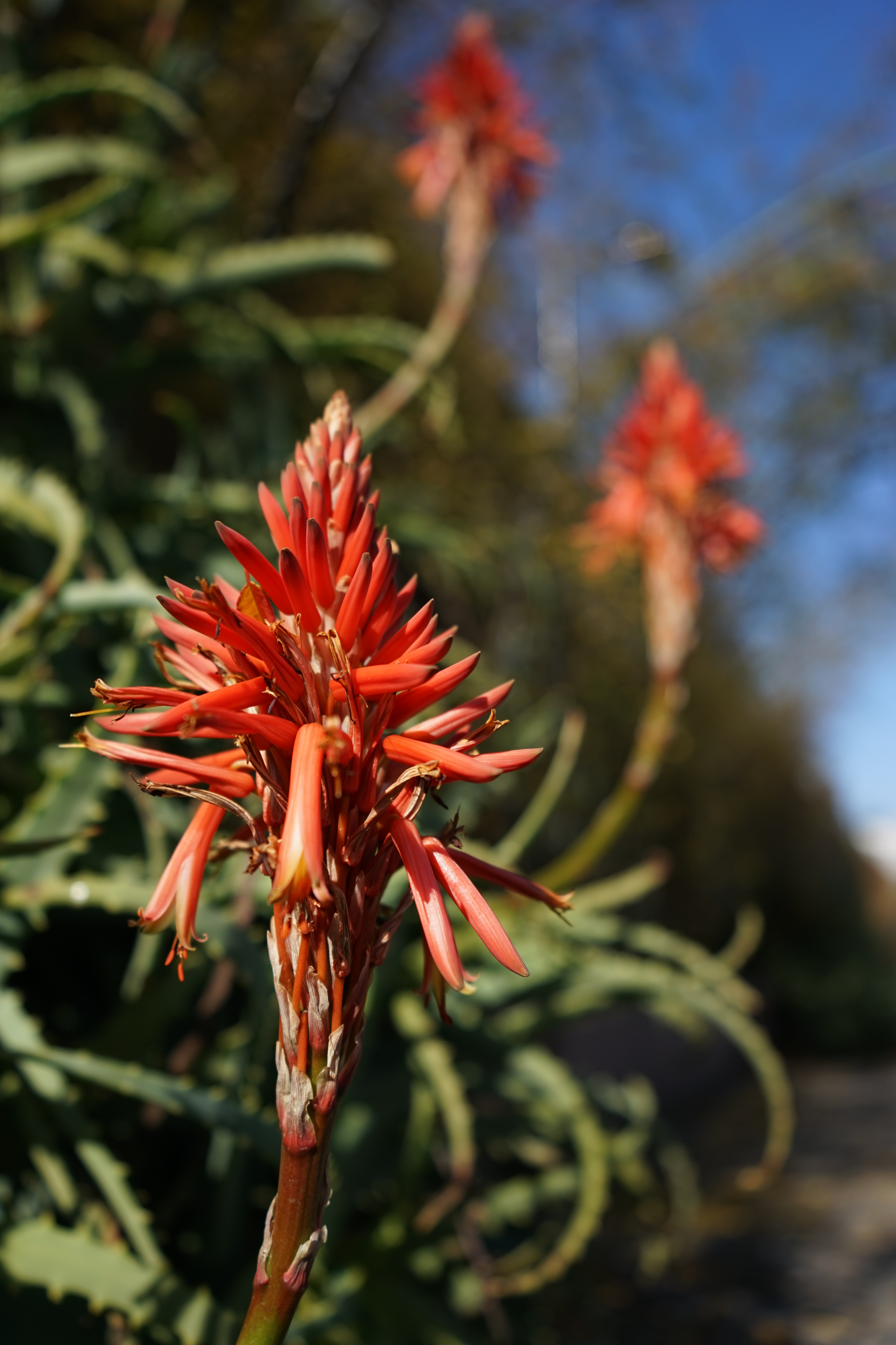 絞り開放・距離数mで撮影。α7 / 1/1,250秒 / F3.5 / -0.3EV / ISO100 / 絞り優先AE/ 28mm