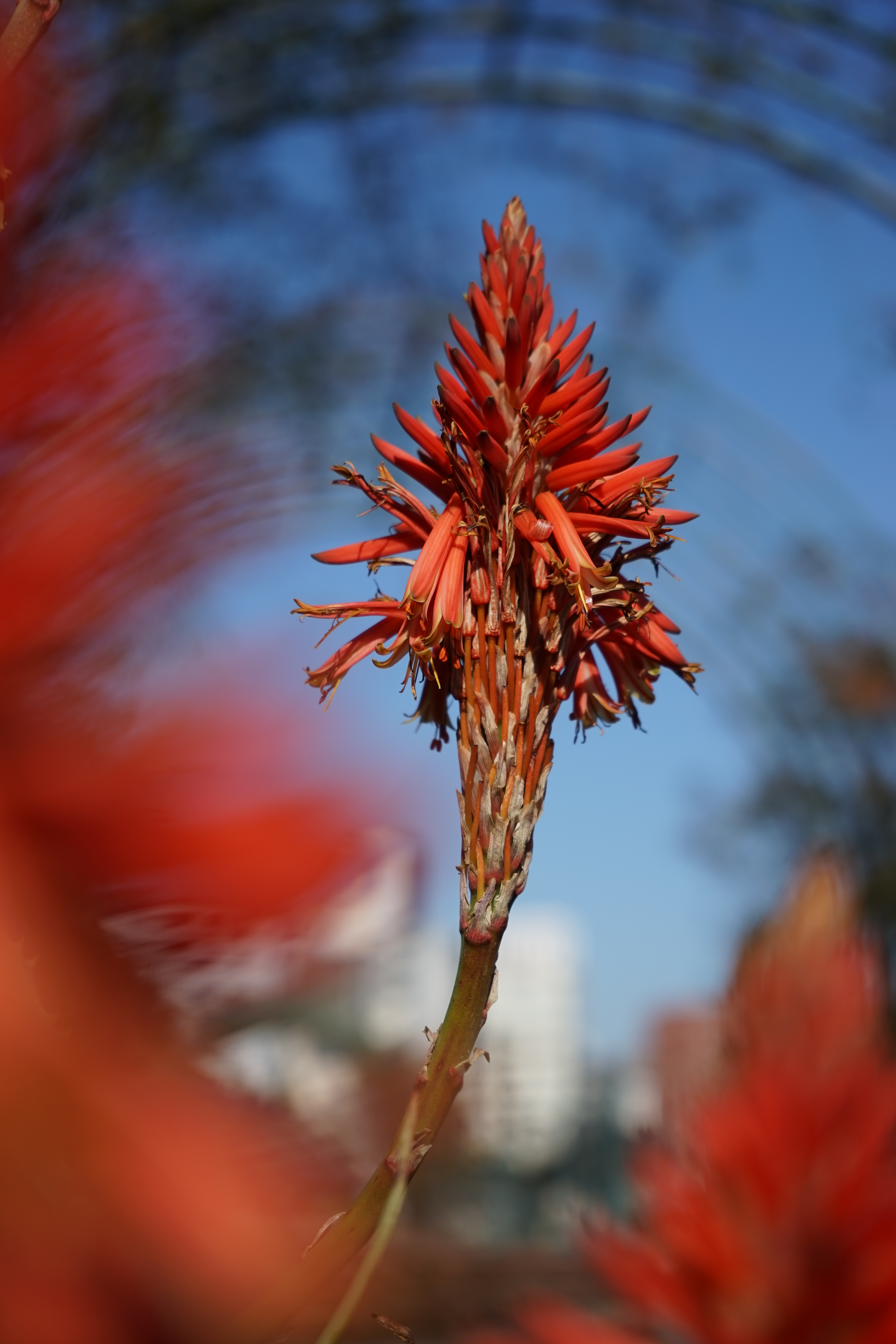 絞り開放・距離数mで撮影。α7 / 1/1,000秒 / F5.6 / 0EV / ISO100 / 絞り優先AE/ 70mm