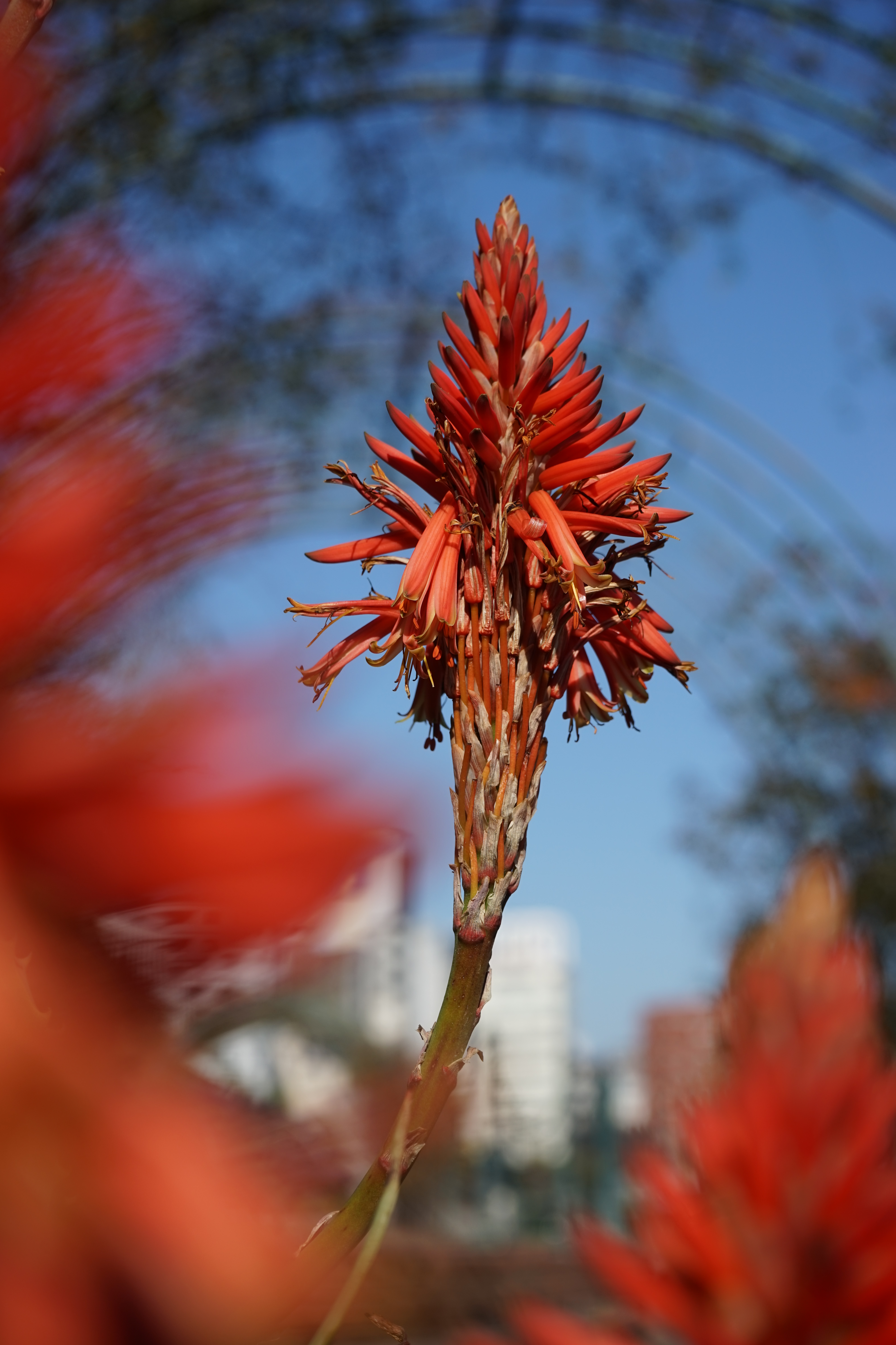 絞りF8・距離数mで撮影。α7 / 1/500秒 / F8 / 0EV / ISO100 / 絞り優先AE/ 70mm