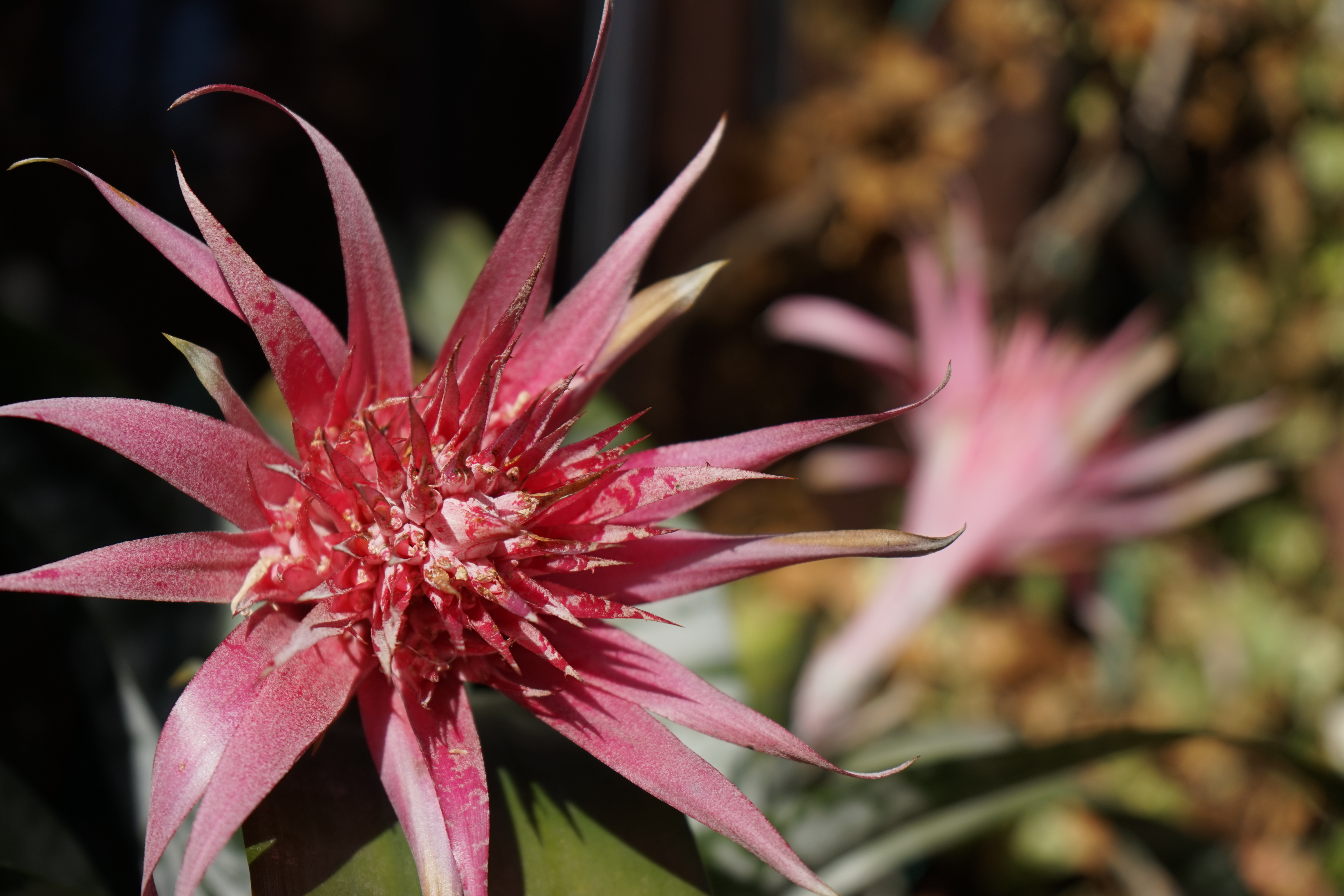 α7 / 1/800秒 / F5 / -0.7EV / ISO100 / 絞り優先AE/ 52mm