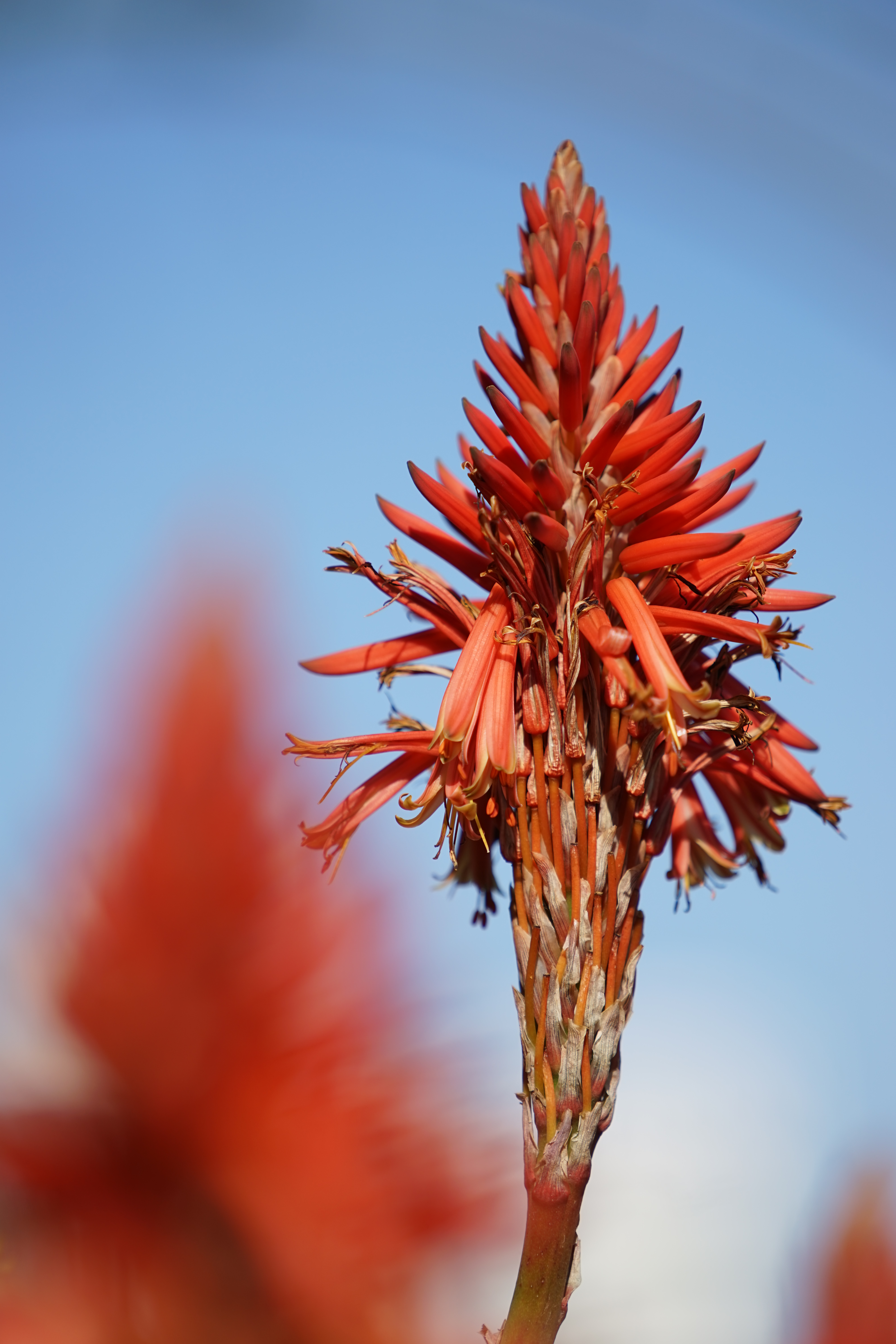 絞り開放・距離数mで撮影。α7 / 1/1,000秒 / F4 / +0.7EV / ISO100 / 絞り優先AE / 200mm
