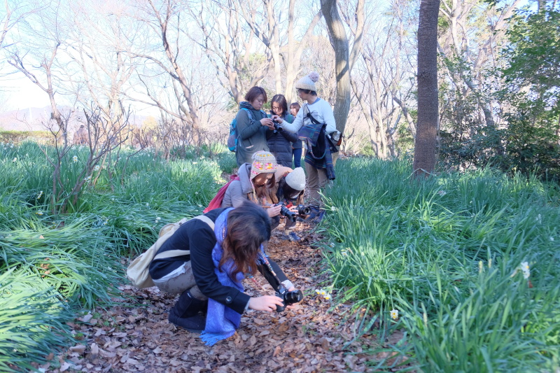 今回訪れた吾妻山は標高136.2メートルの小さな山。入口から展望台までは約20分。スイセンなどを撮りながら、300段の階段と山道を登って展望台の菜の花畑を目指しました。