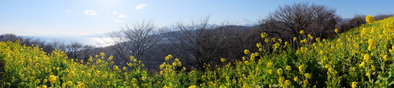 展望台の菜の花畑からパノラマ撮影。左手から相模湾、箱根、丹沢、富士山が見えました。休日ということもあり、家族連れやカメラを持った人達でにぎわっていました。