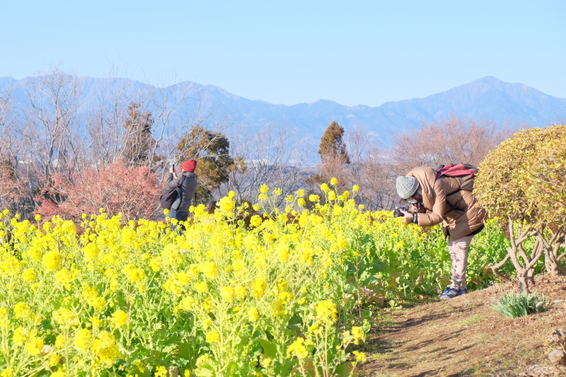菜の花撮影を楽しむ参加者のみなさん。近づいたり離れたり、設定を変えたりレンズを変えたり、いろいろなアプローチで菜の花を撮っていました。