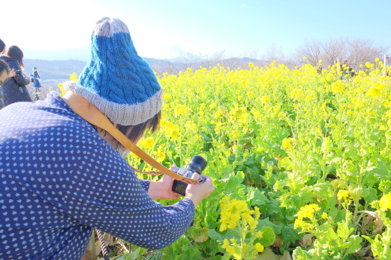菜の花撮影を楽しむ参加者のみなさん。近づいたり離れたり、設定を変えたりレンズを変えたり、いろいろなアプローチで菜の花を撮っていました。