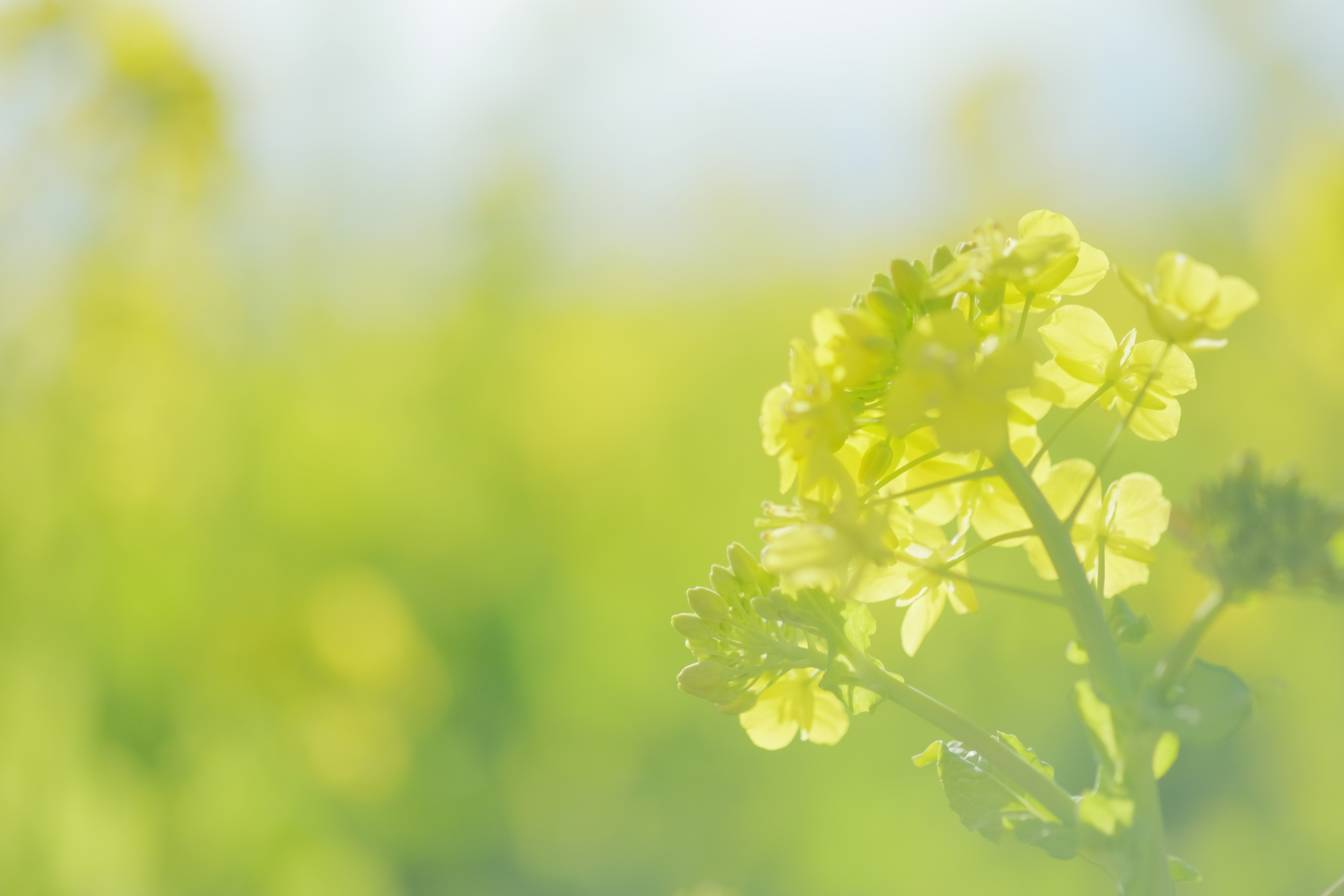 chica andoさん。とても晴れて、空の青さとお花の黄色を撮りたくなりました。カメラ女子の写真も見れたし、色んな表現があるんだなと感動しました。