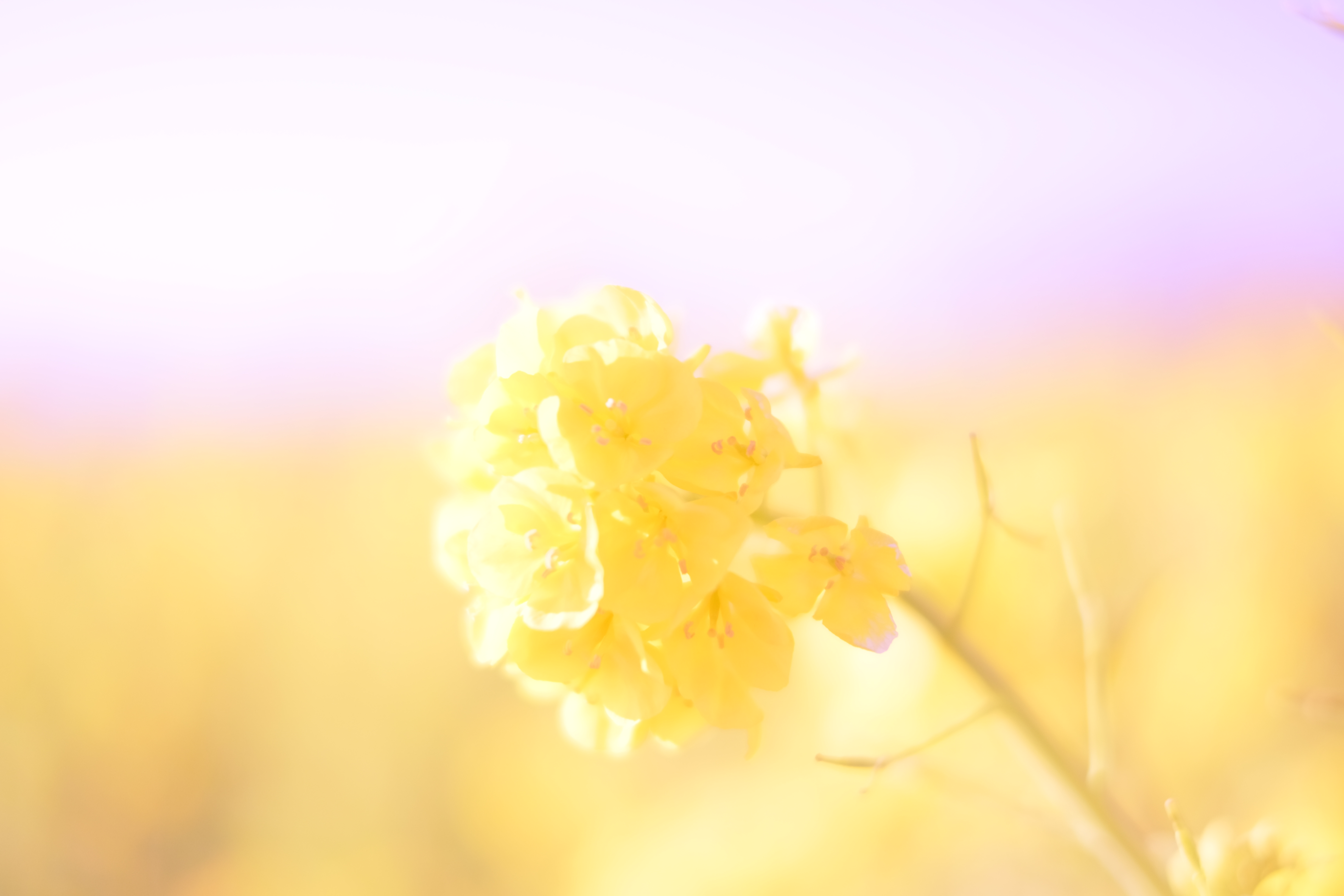 Saoriさん。初めて扱うX-T1。緊張と不安の入り混じった気持ちからのスタートで最初は1人で無言で撮影。ふと気づくと後ろから、さちさんが『どう?撮れてる?』と気さくに声をかけてくれたり、講座参加者さんがニコッと笑いかけてくれたり緊張と不安は一気に楽しい気持ちに変わりました。いつもは本から学び1人で近所のお散歩写真だったので、写真好きな人が集まりワイワイ撮る楽しさも学びました。