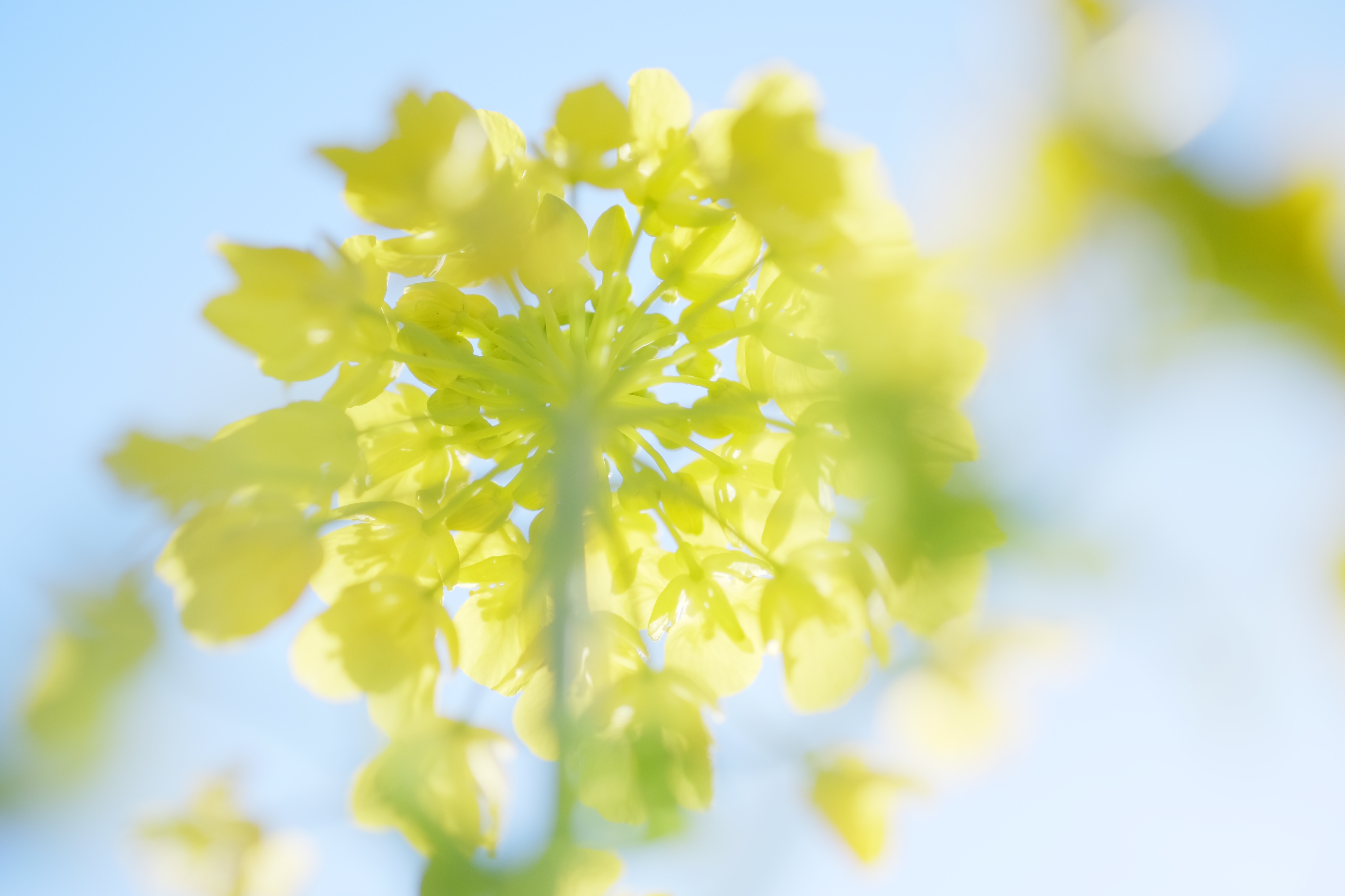 Satoe Konaさん。初めてXセミナーズに参加し、気になっていたX-T1を触りました。菜の花の隙間から漏れる光と、花びらの重なり具合をふんわりと表現したくて、FUJIFILMのスタッフの方にいろいろとアドバイスをいただきながら、楽しく撮影ができました。