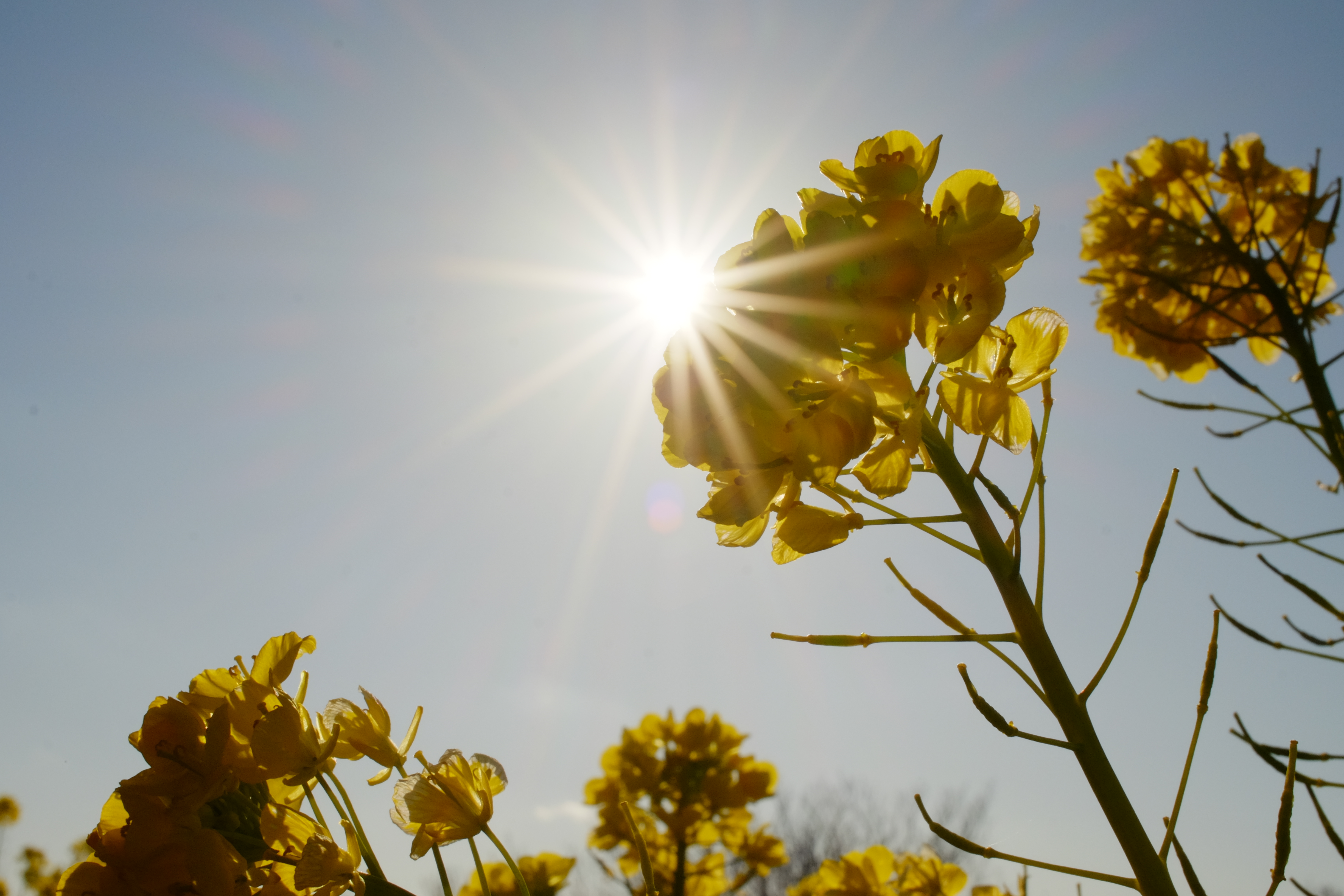 tomocco.iさん。花も少ない1月に、どんな花フォトを教えていただけるんだろう? と楽しみに参加したのですが、キレイな海と富士山が望める絶景での菜の花フォトを教えていただき、とても楽しかったです。カメラのレンズも、希望のものを貸し出してくださり、実際撮りながらカメラやレンズの性能・操作性を学べて大変勉強になりました。