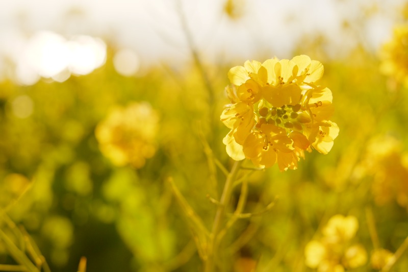 ゆっこさん。みなさん気さくな方ばかりでとても楽しく撮影できました。同じ菜の花写真でも人によってこんなに違うのかと、講評はとてもためになりました。どの写真も色がとってもキレイでXシリーズのカメラが欲しくなりました。キラキラ光る海や青い空、菜の花にひと足早く春を満喫できてよかったです。
