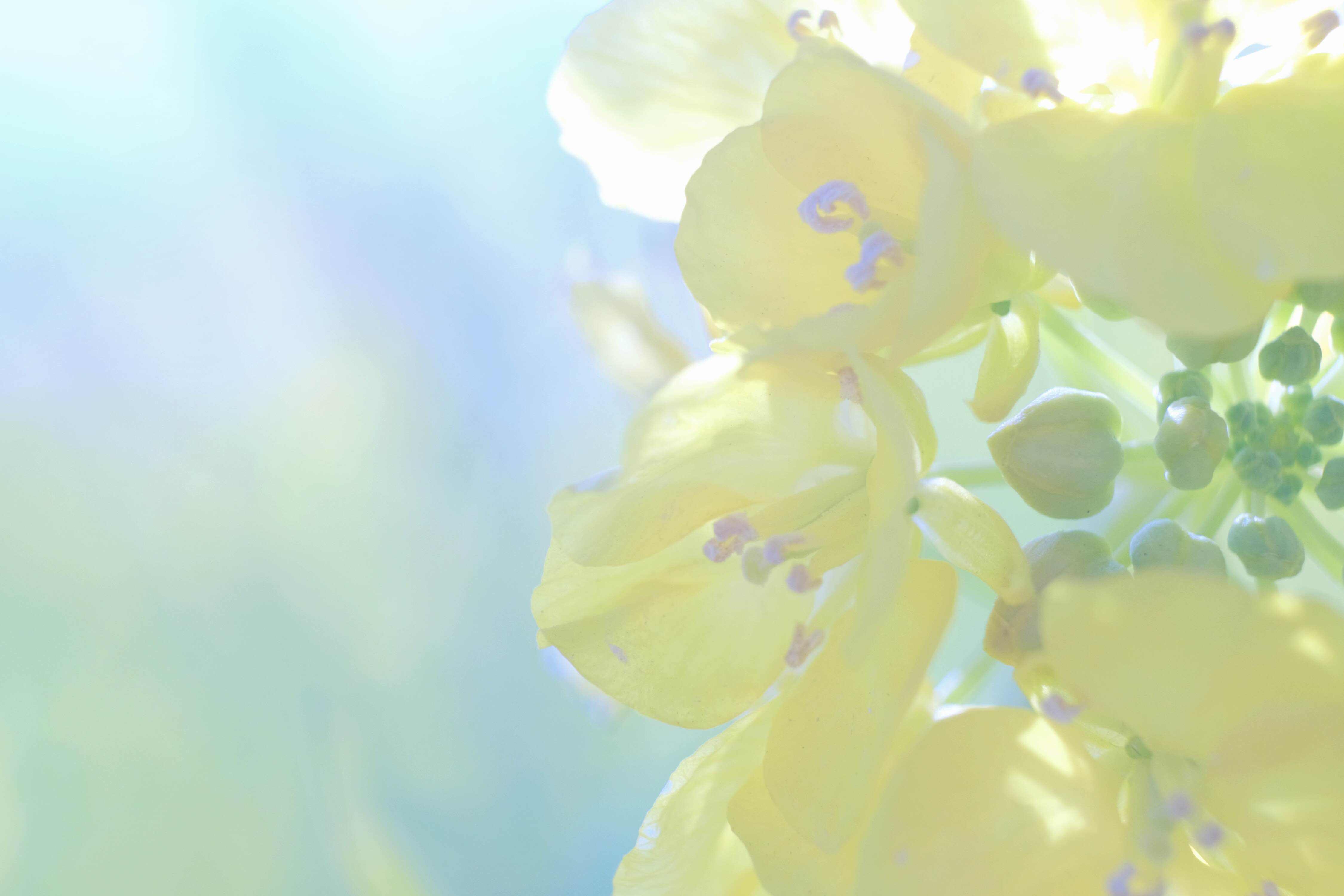 箭内香保里さん。みんなでゼ～ハ～ゼ～ハ～息を切らしながら山の頂上に登りきったときに、青空に目の前に広がったキレイな富士山にすごく感動しシャッターを切った感覚。時間が経った今でも、生々しく覚えています。講評では、同じ場所、同じカメラやレンズでも表現方法は実にさまざま！とても勉強になりました。