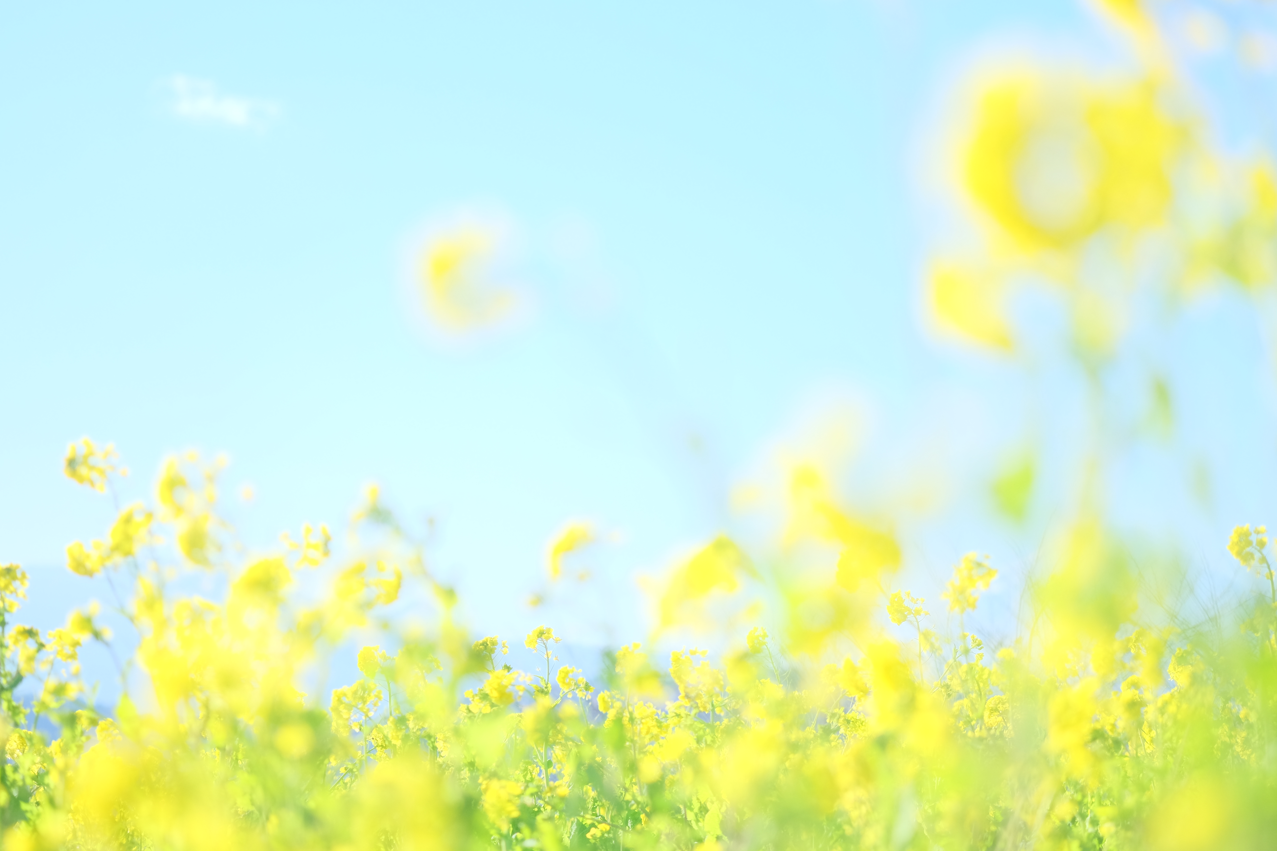 撮影：むらいさち