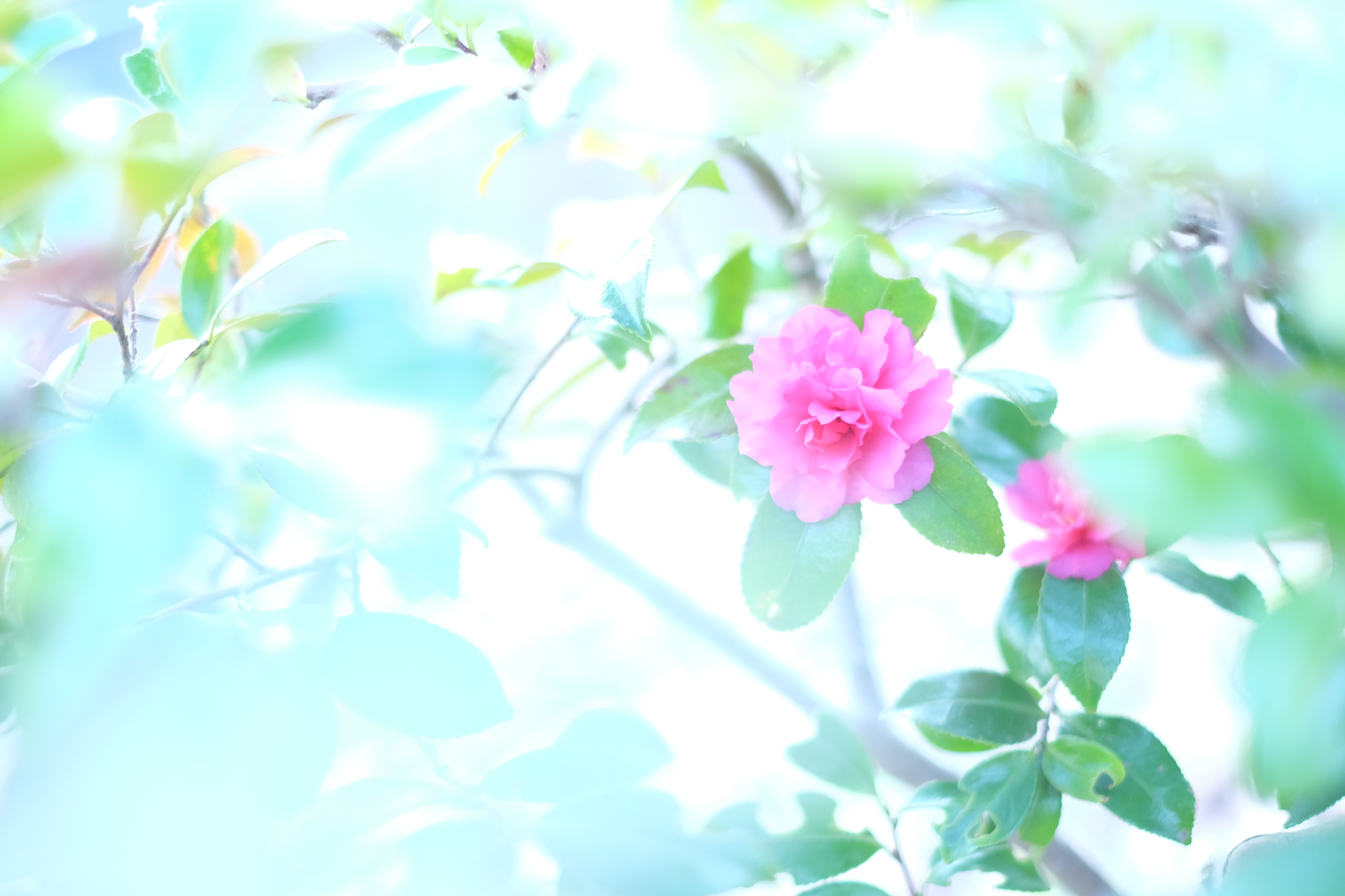 撮影：むらいさち