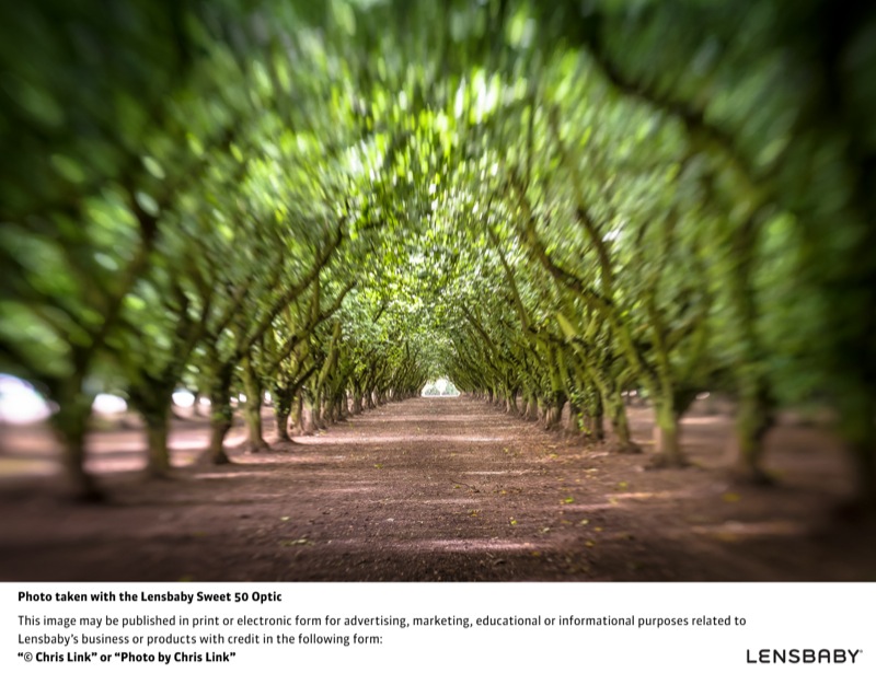 レンズベビー スウィート50オプティック作例（レンズベビー コンポーザープロ レンズベビー スウィート50に付属）　※ケンコー・トキナー提供