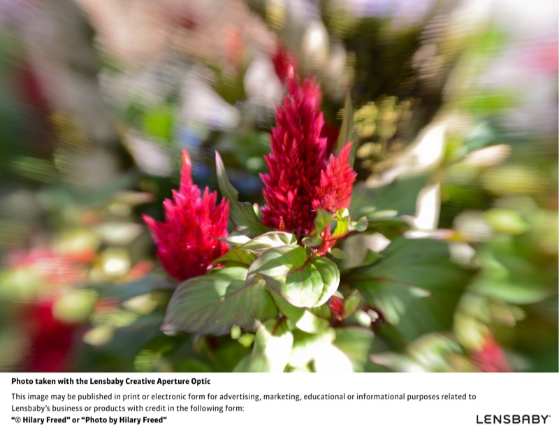 レンズベビー クリエイティブアパーチャー オプティック作例　※ケンコー・トキナー提供