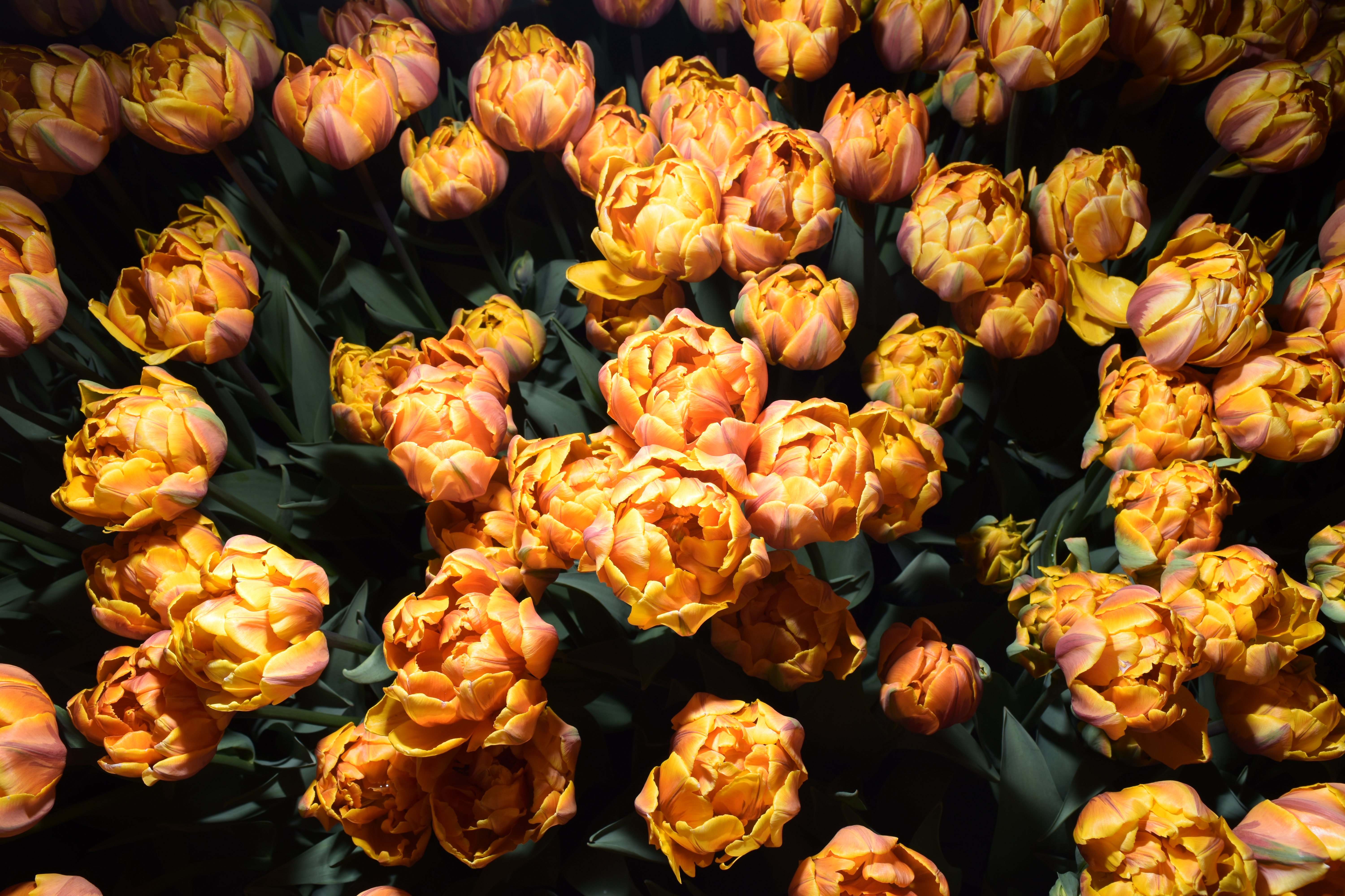 AF-S DX NIKKOR 18-55mm f/3.5-5.6G VR II / 1/160秒 / F10 / ISO100 / マニュアル露出 / 18mm