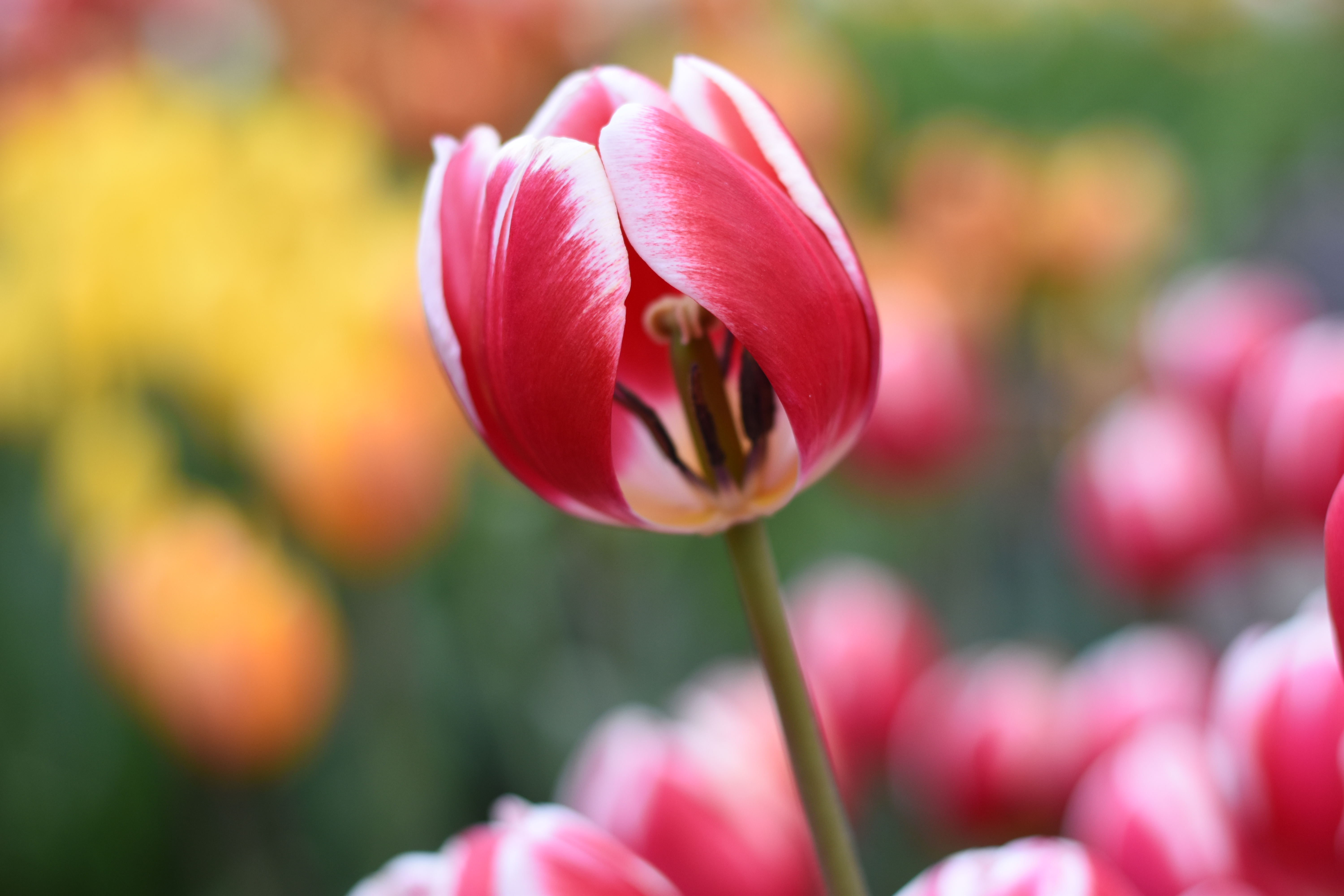 AF-S NIKKOR 50mm f/1.8G / 1/80秒 / F2.8 / ISO400 / マニュアル露出 / 50mm