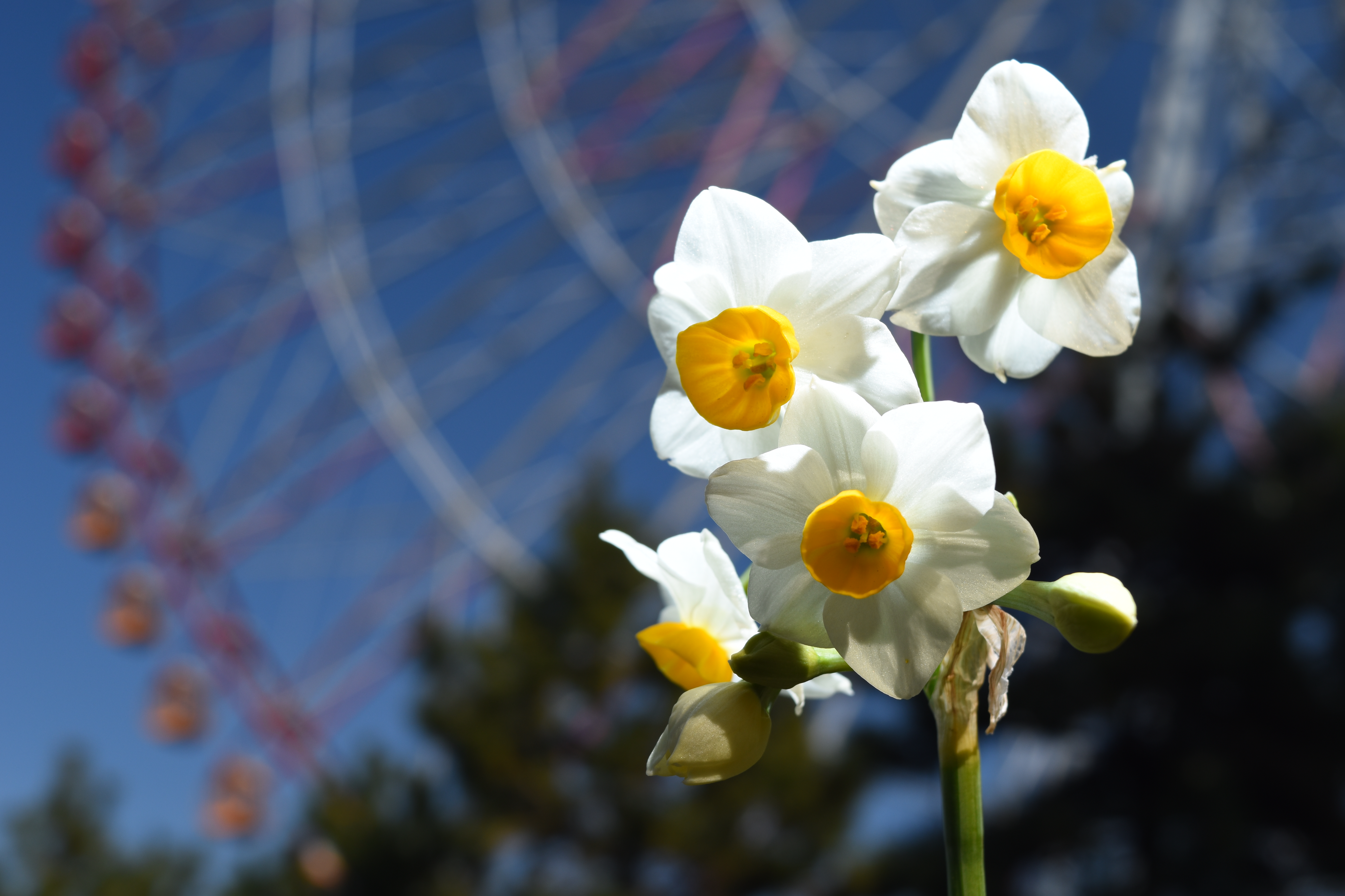 AF-S DX NIKKOR 18-55mm f/3.5-5.6G VR II / 1/200秒 / F9 / ISO100 / マニュアル露出 / 36mm