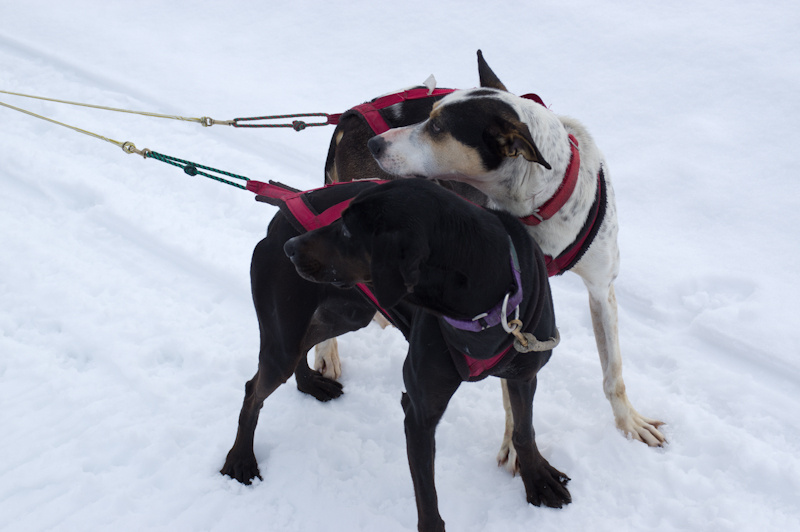 犬達は細く見えるが、近くで見るとかなり筋肉質だ