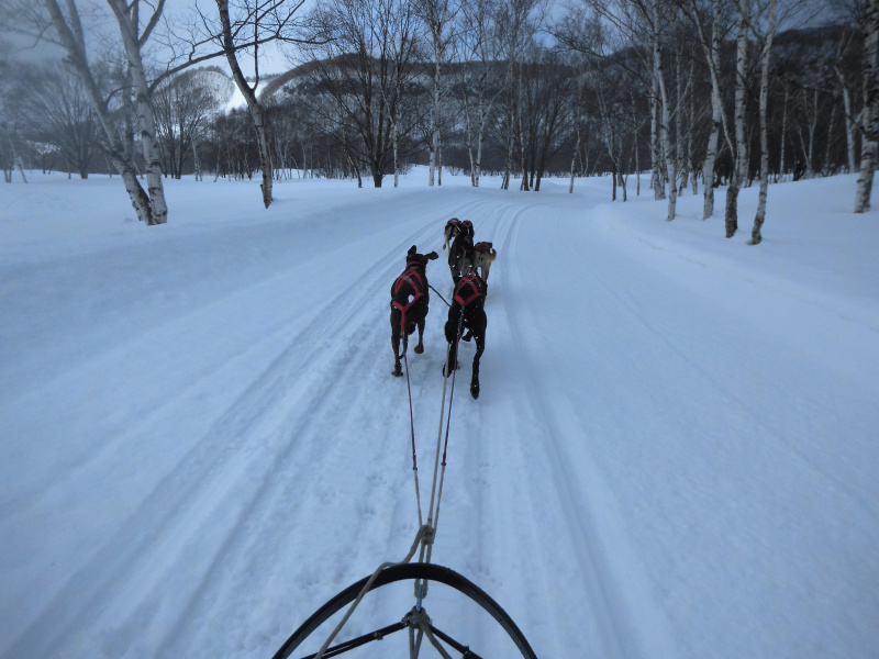 作例:インターバル撮影で撮影した静止画。犬が蹴り上げた雪までしっかり写っている