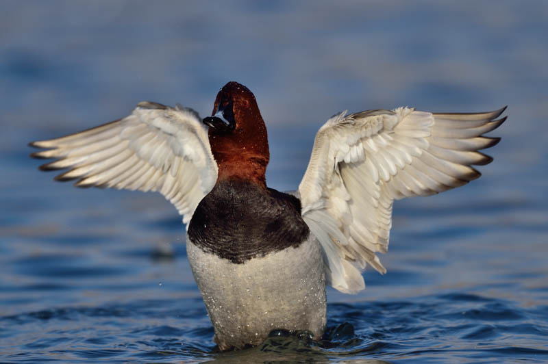 D4S／AF-S NIKKOR 800mm f/5.6E FL ED VR／ISO200／F5.6／1/1,500秒