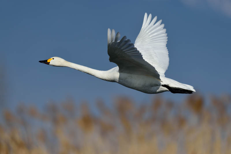 D4S／AF-S NIKKOR 800mm f/5.6E FL ED VR／ISO200／F5.6／1/2,000秒