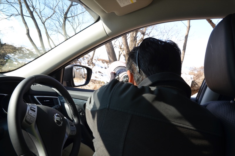 窓からレンズを出し、車内からツグミを狙う。エクストレイルは室内に余裕があるので、大きな800mmレンズを取り回すこともできる