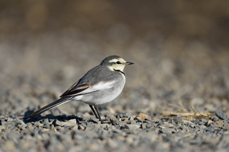 D4S／AF-S NIKKOR 800mm f/5.6E FL ED VR／ISO200／F5.6／1/1,500秒
