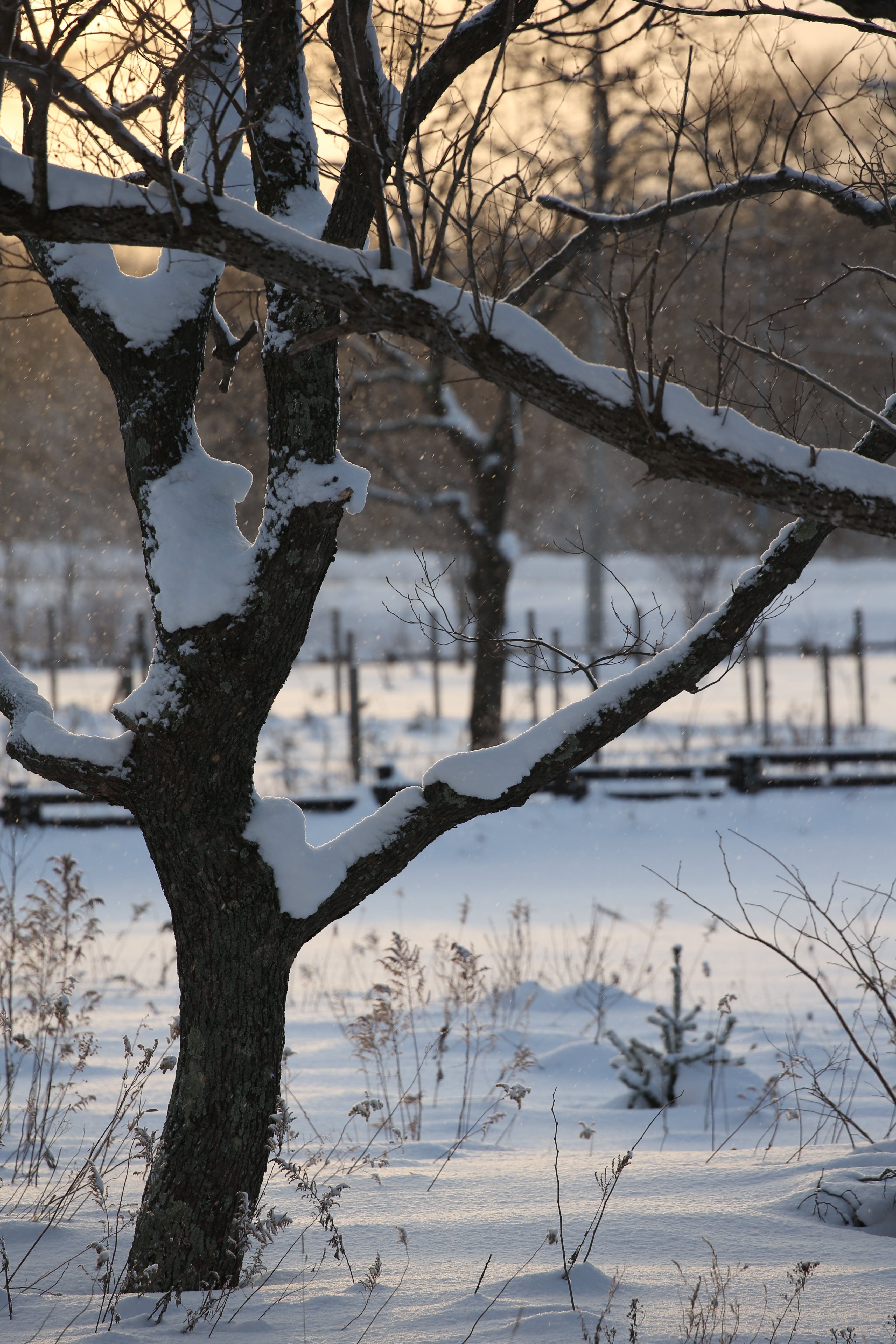 絞りF8・距離数mで撮影。EOS-1D X / 1/80秒 / F8 / 0EV / ISO100 / マニュアル露出 / 400mm