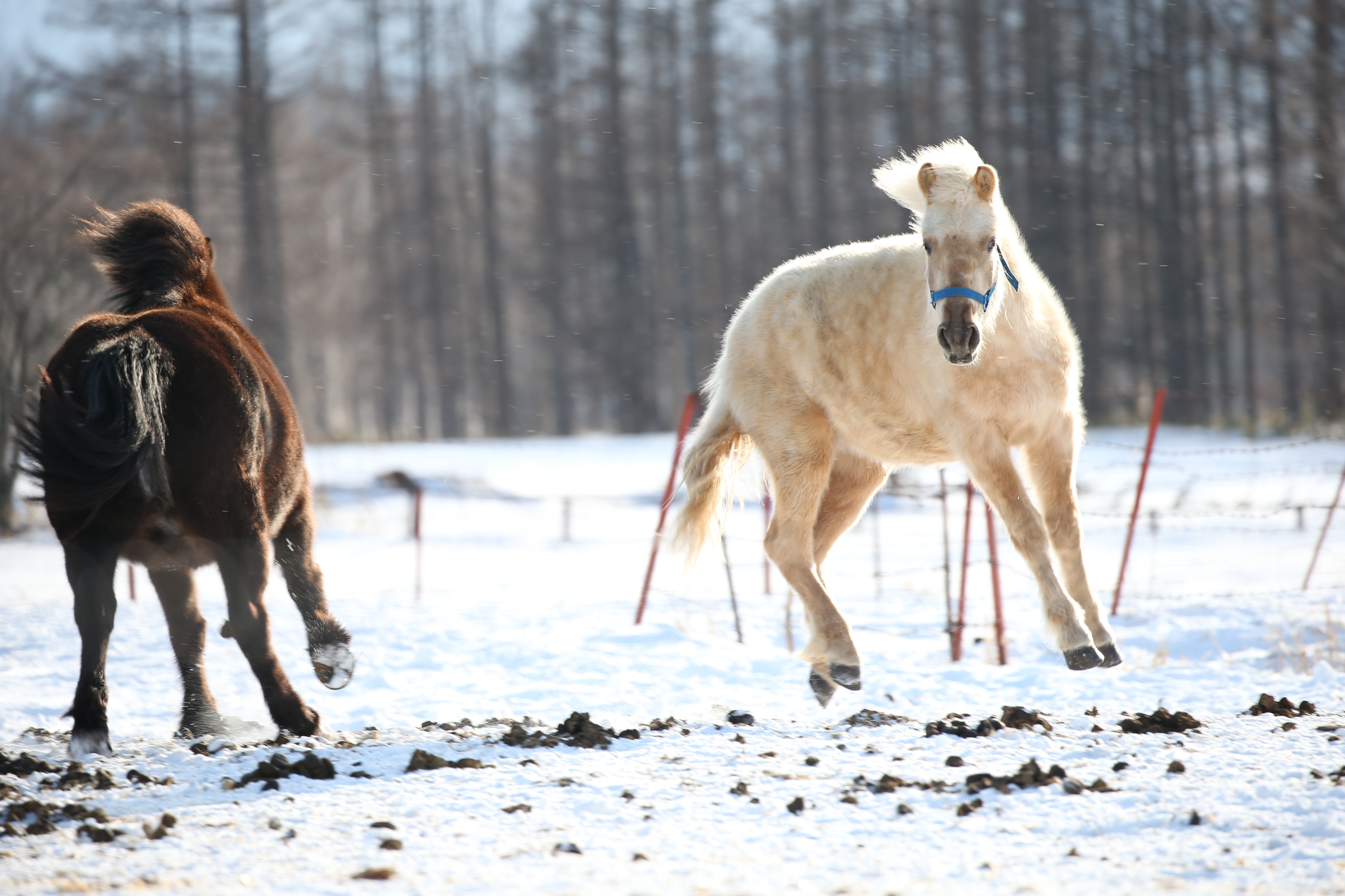 EOS-1D X / 1/200秒 / F5.6 / +1EV / ISO100 / 絞り優先AE / 340mm