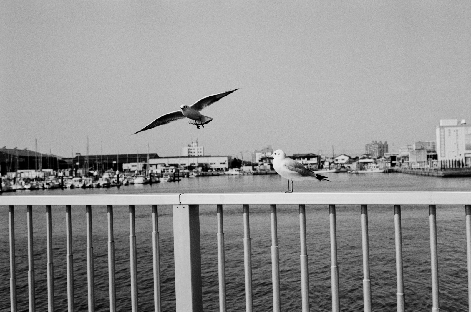 F5.6 / 1/1,000秒 / トライX