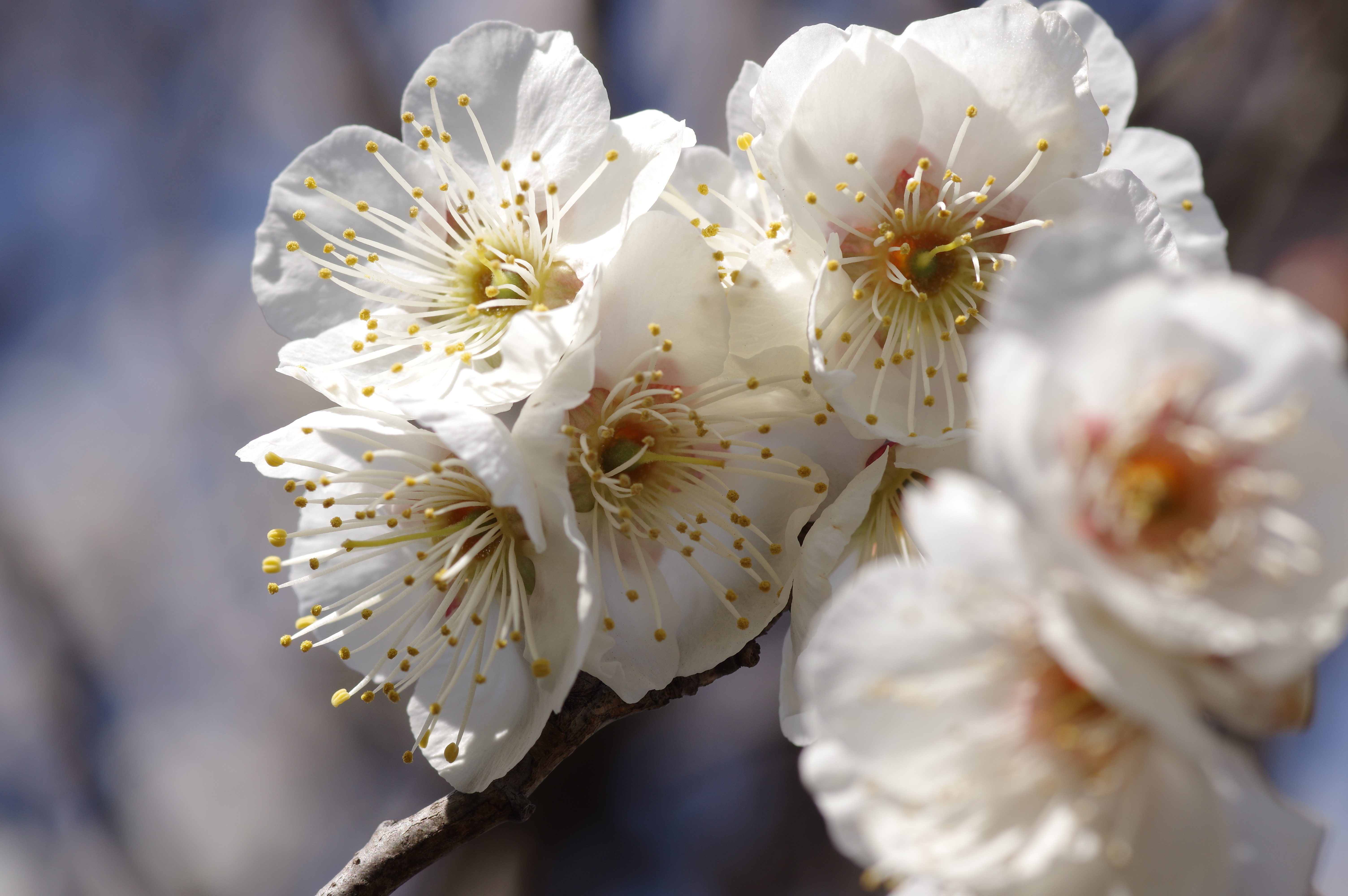 1/250秒 / F9 / ISO200 / 絞り優先AE / 100mm