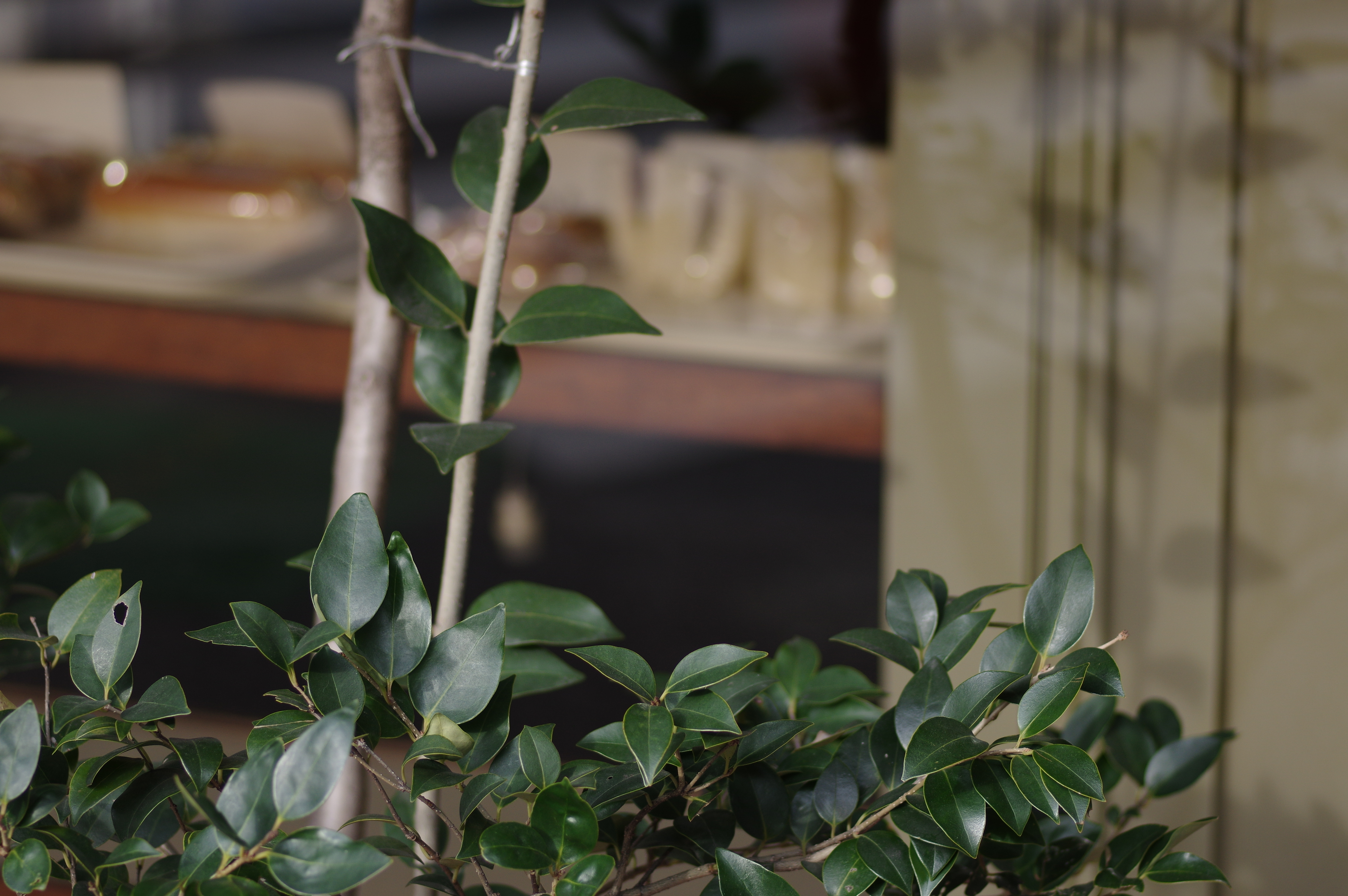 開放F2.8で撮るとウィンドウ内の玉ボケに口径食による乱れが現れ、レモンのような不自然な形に写っている。1/500秒 / F2.8 / ISO250 / 絞り優先AE / 100mm