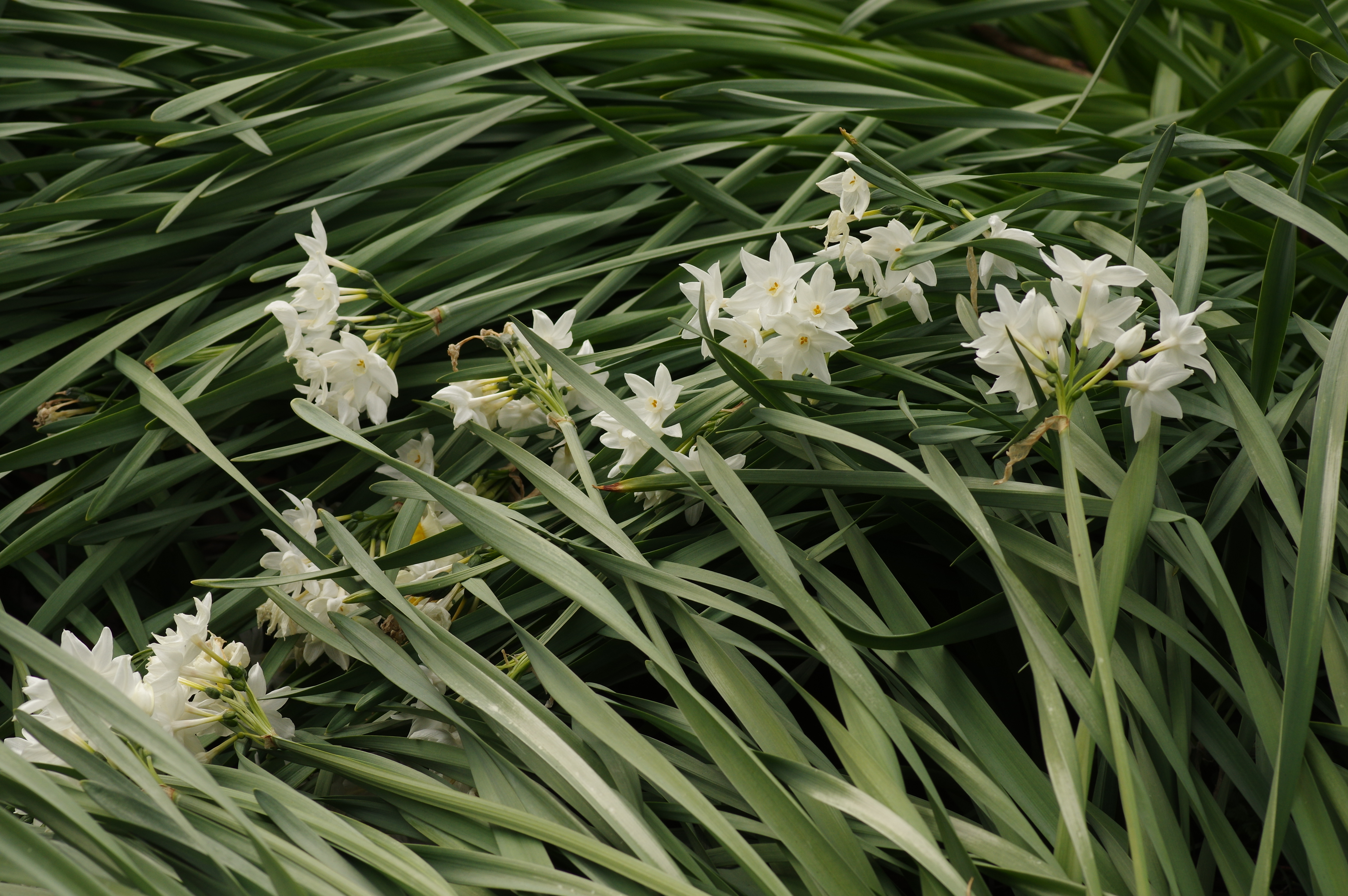 1/125秒 / F9 / ISO250 / 絞り優先AE / 100mm