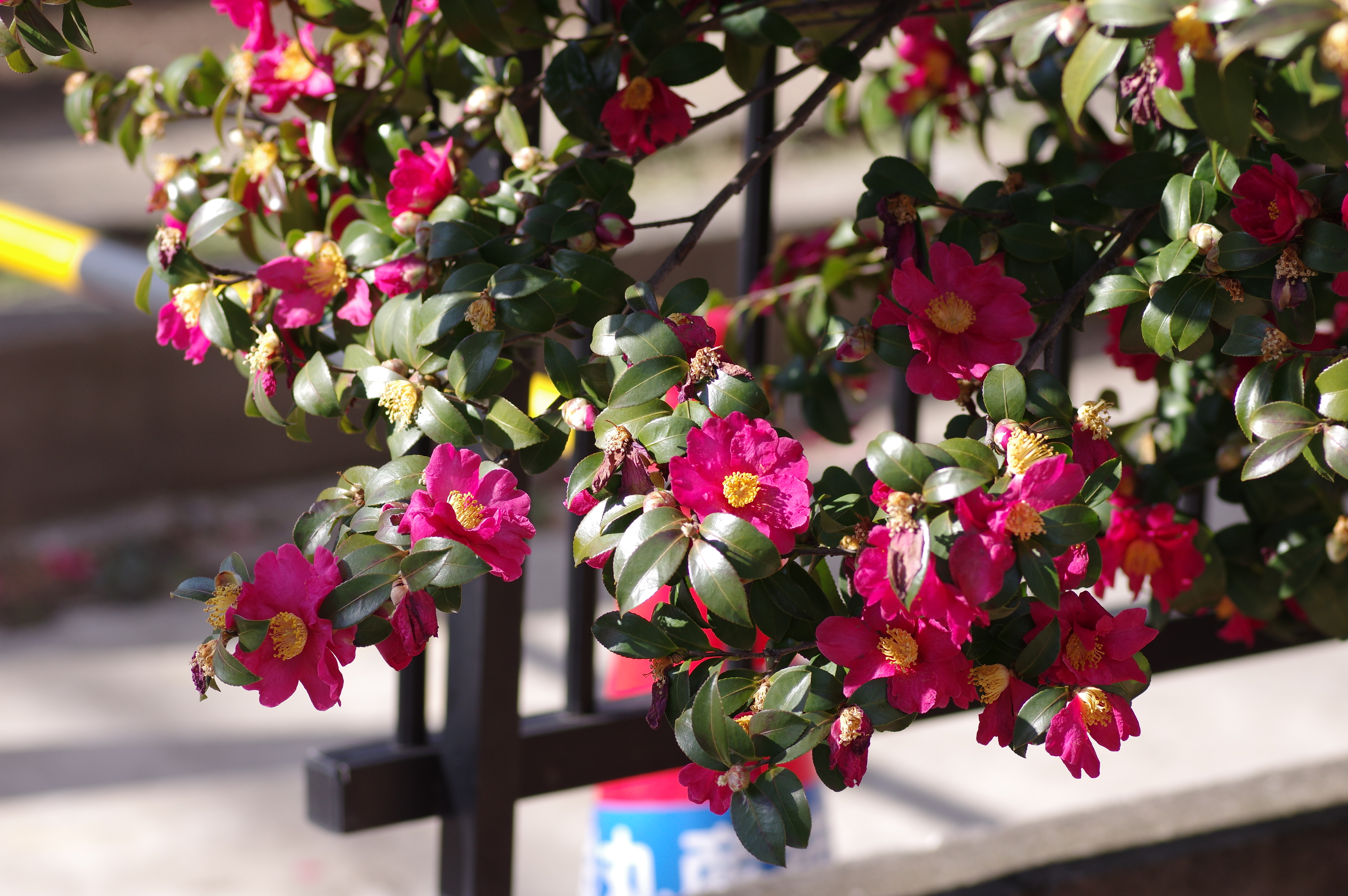 1/640秒 / F4.5 / ISO250 / 絞り優先AE / 100mm