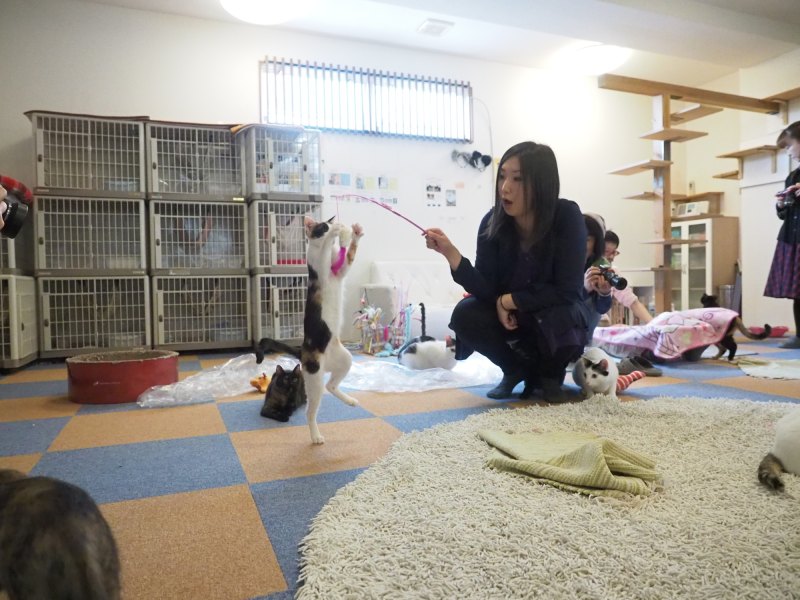 まずはオモチャで猫と遊ぶ金森先生。