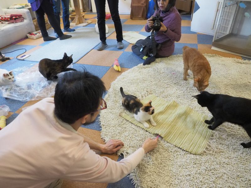 スタッフの方から猫のじゃらし方を教えていただきました。下からのアングルで狙いたいときは、マットの下にオモチャを入れて動かすと興味を引くそうです。