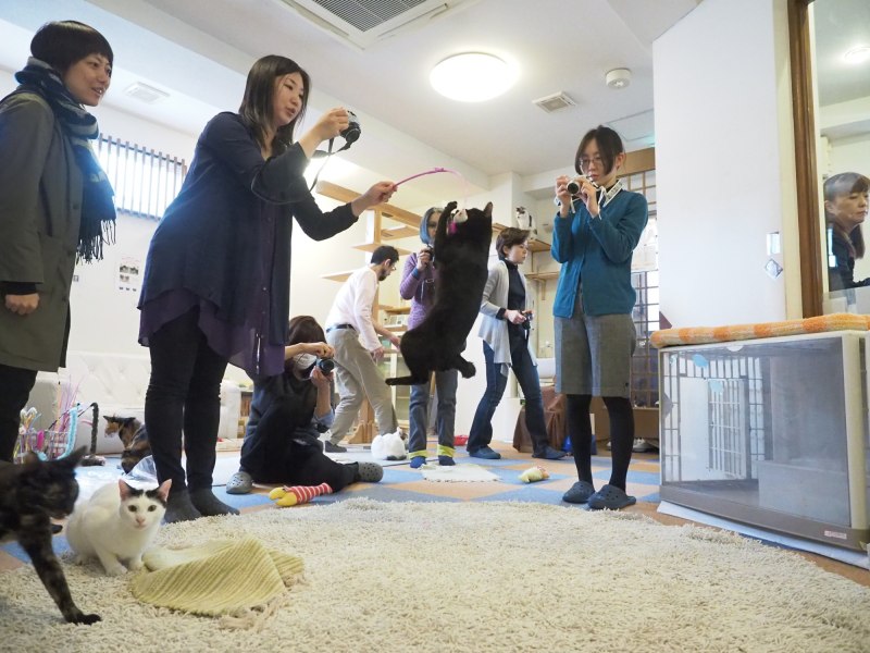 猫を釣りながら撮影する金森先生。