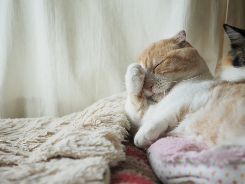 こちらは「S-AF」で手にピントを固定して、連写を使って撮影しました。なめている手にピントを合わせれば、自ずと舌にもピントが合い舌ペロ写真が撮りやすくなります。